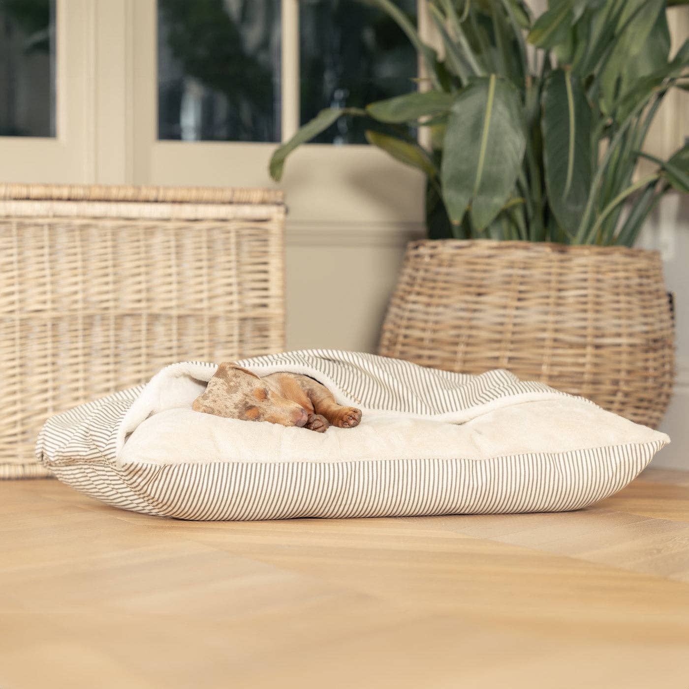Dog lying on a striped pet bed in a home setting with plants and furniture.