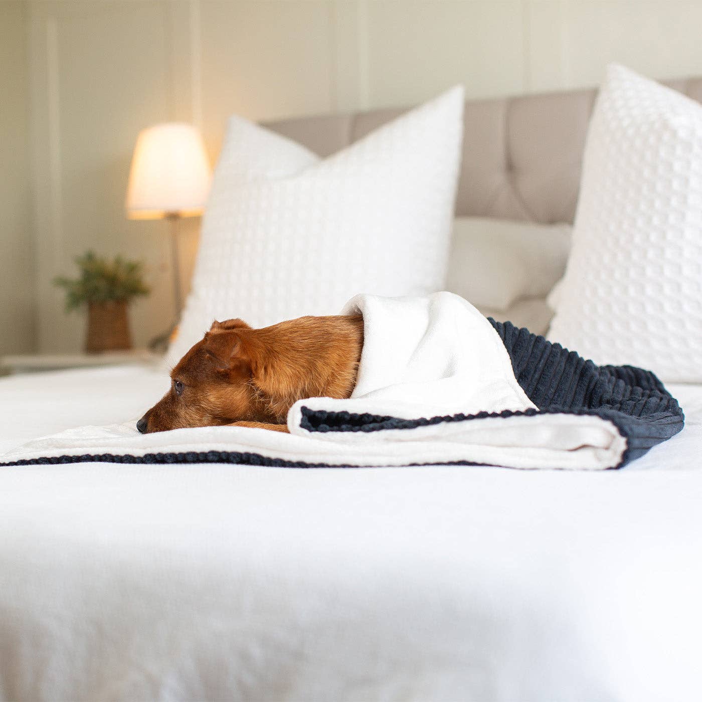 Dog lying on a bed with white pillows and a blanket