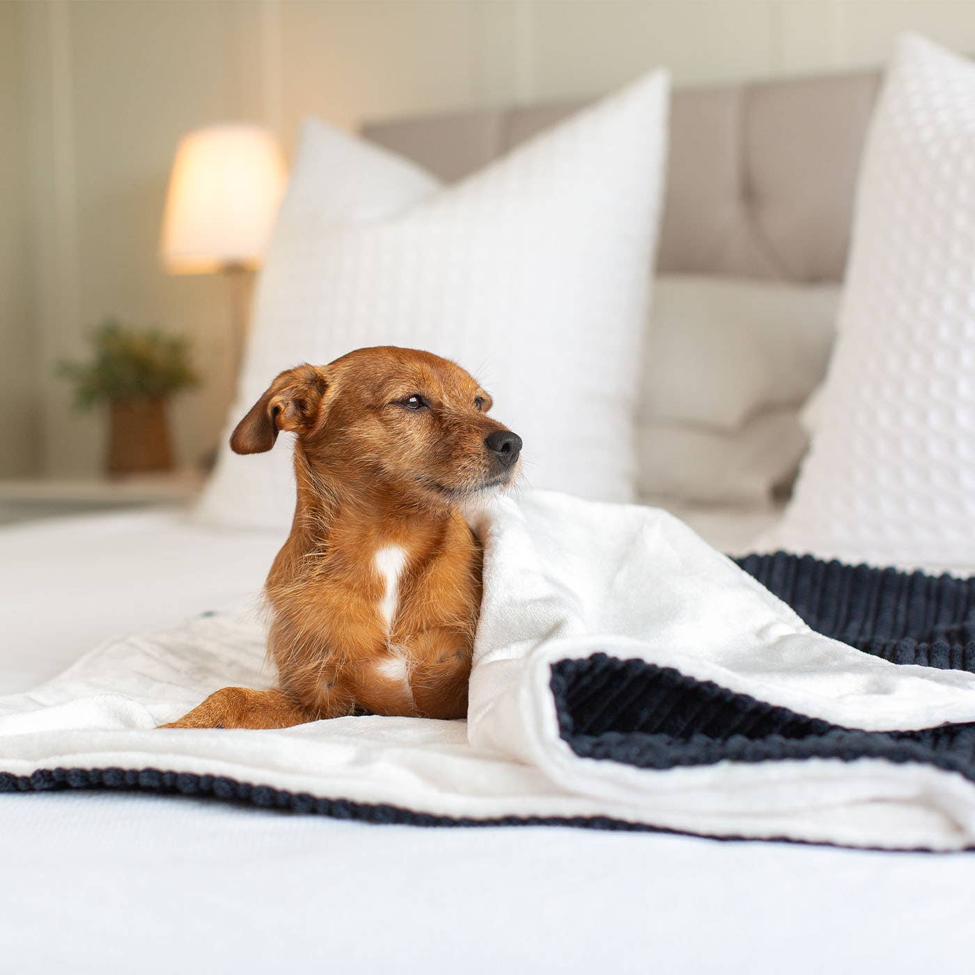 Dog sitting on a bed with white and blue blanket