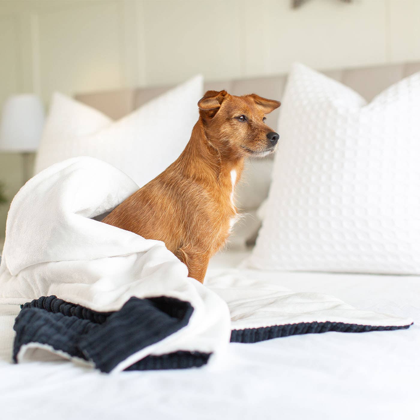 Dog sitting on a bed with white pillows and a blanket