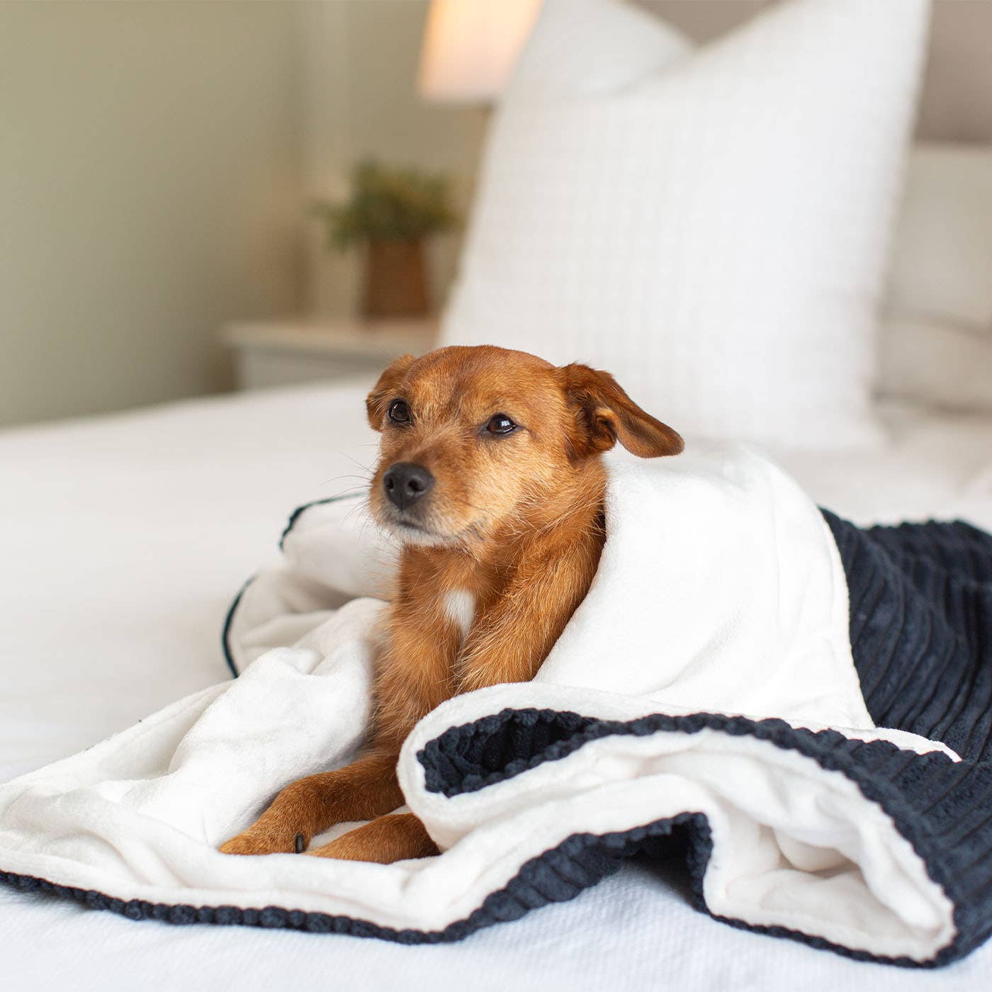 Dog wrapped in a white blanket with blue edges on a bed
