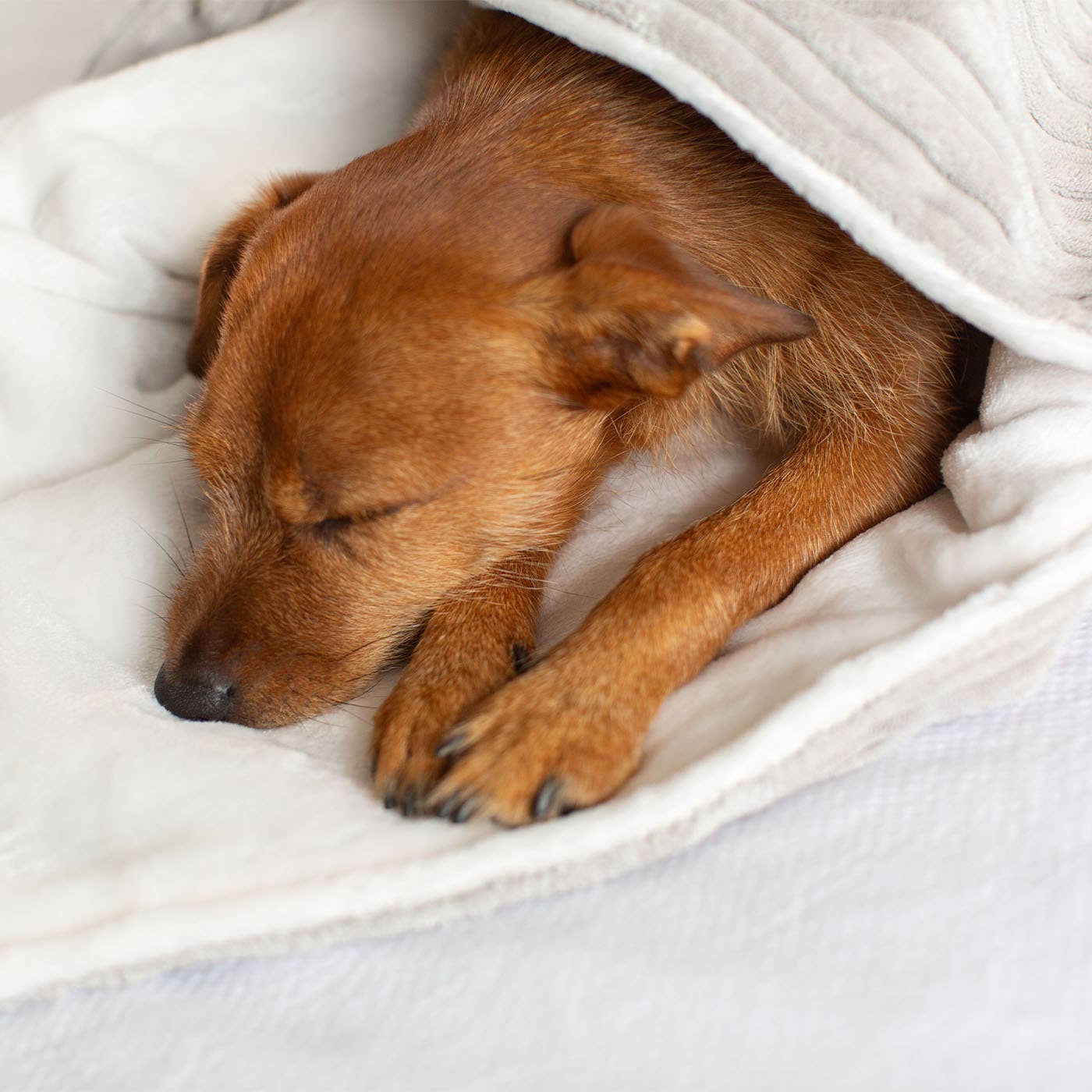 Soft plush texture detail on the Light Grey Essentials Dog Blanket