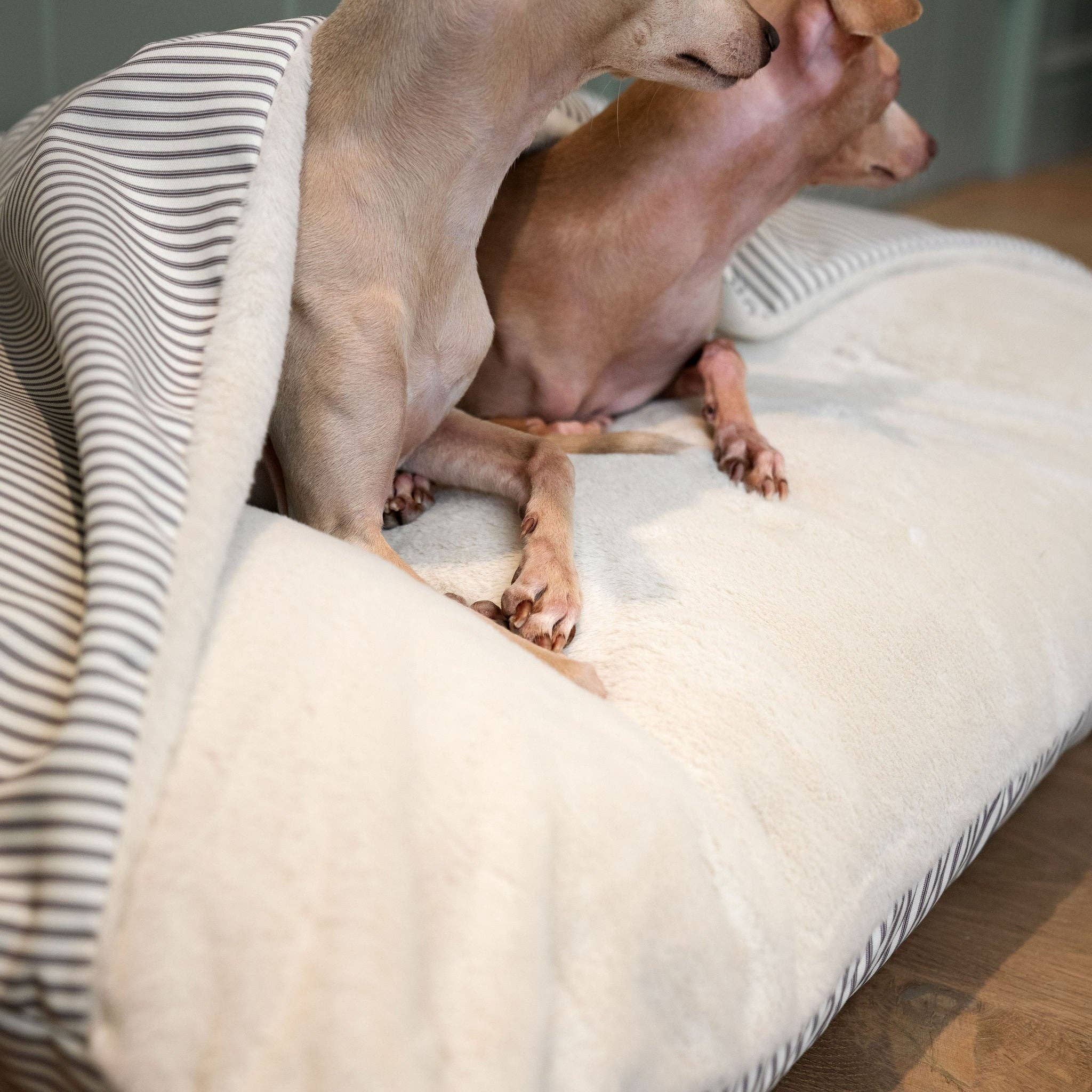 Dog sitting on a fluffy cushion with a striped blanket