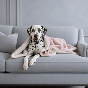 Dog & Puppy Blanket in Blossom Velvet