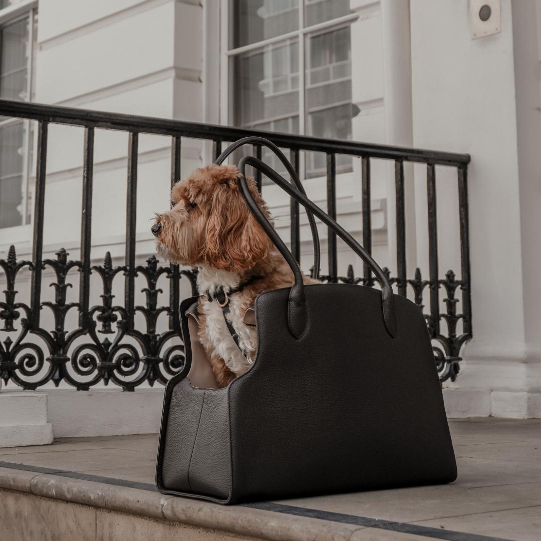 Dog sitting inside a black handbag on a city street.