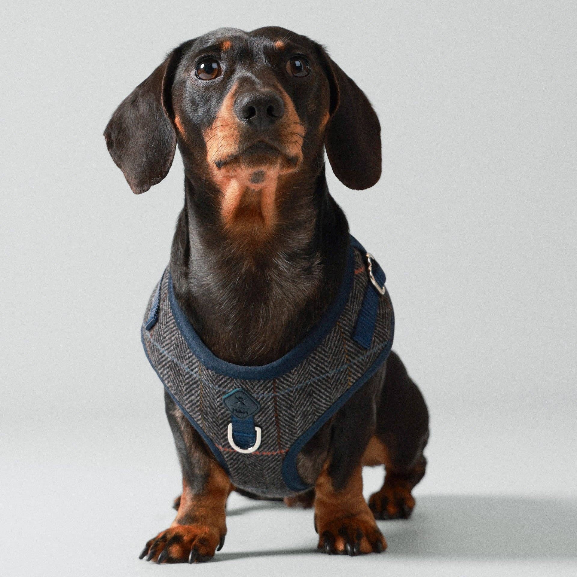 Dachshund wearing a harness on a light gray background