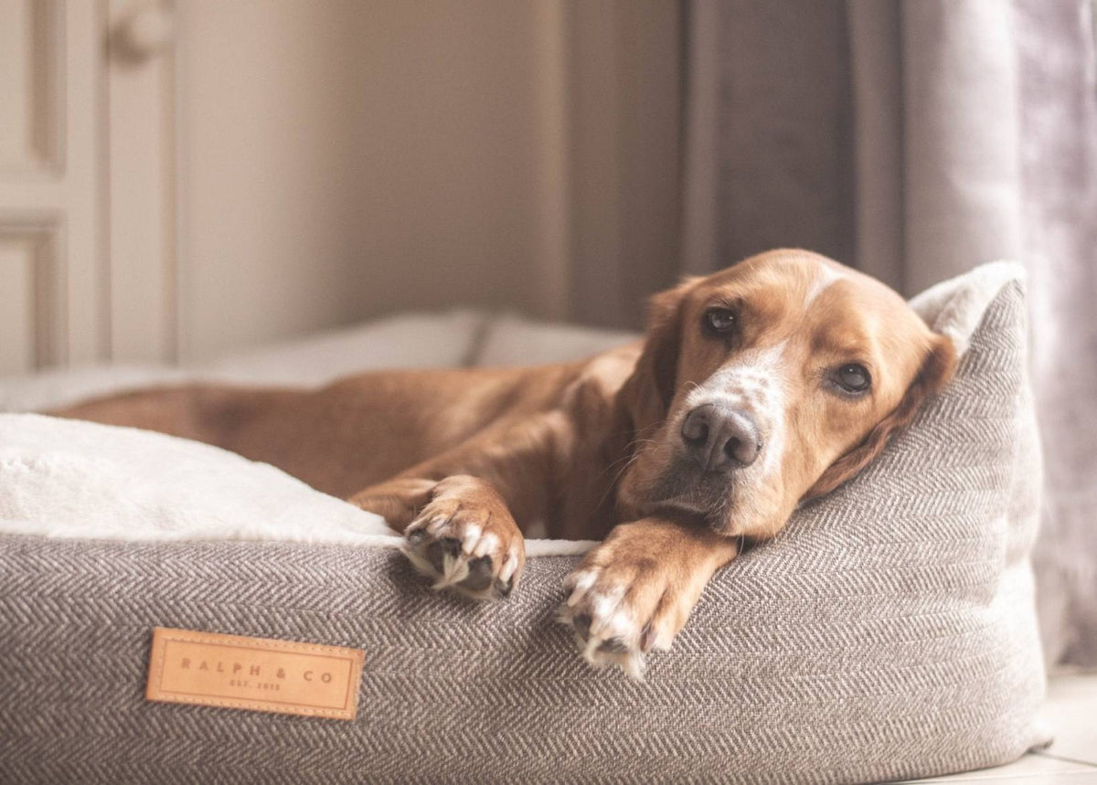 Lincoln Luxury Herringbone Tweed Dog Bed