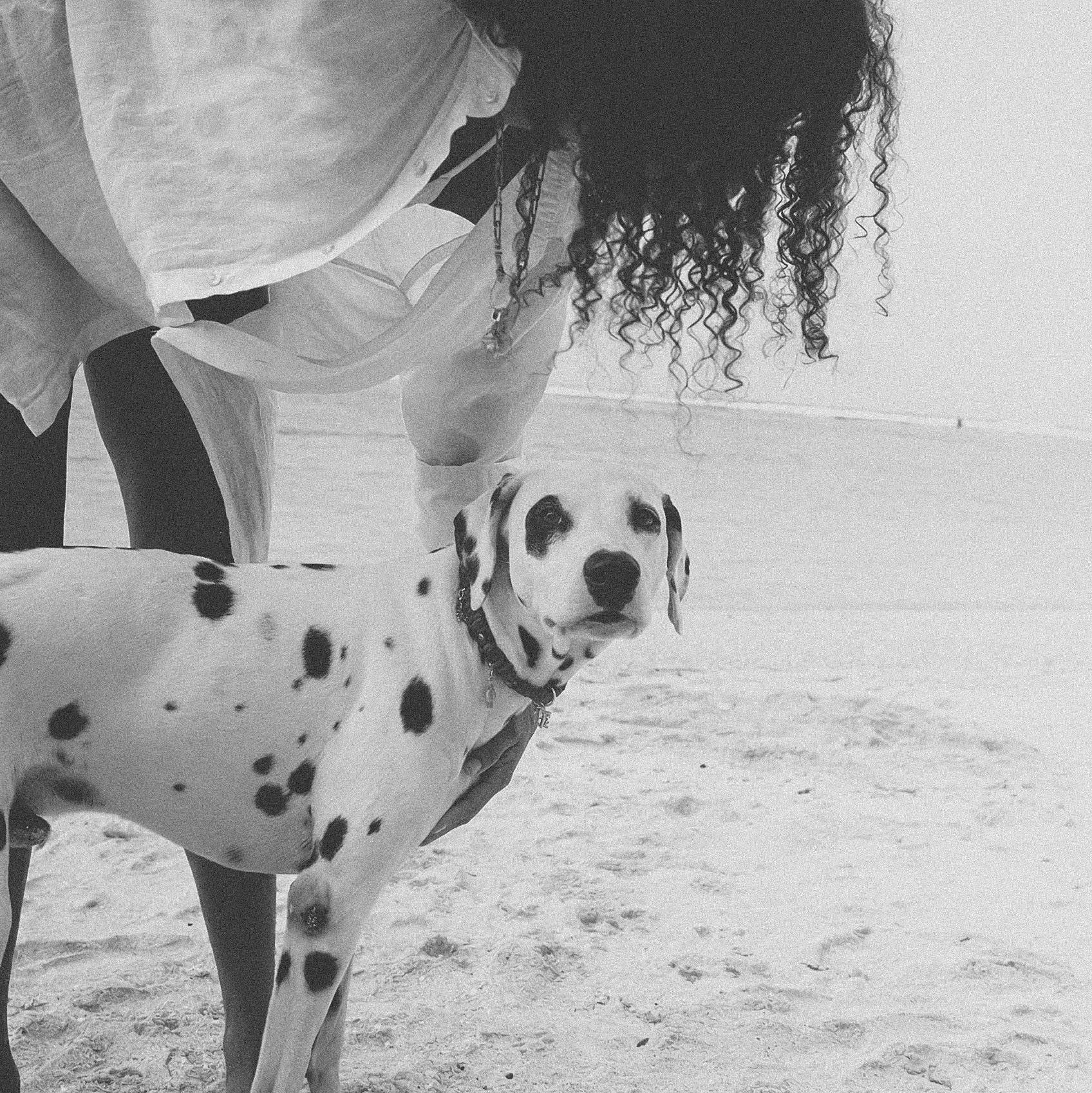 Person with a Dalmatian dog on a sandy beach