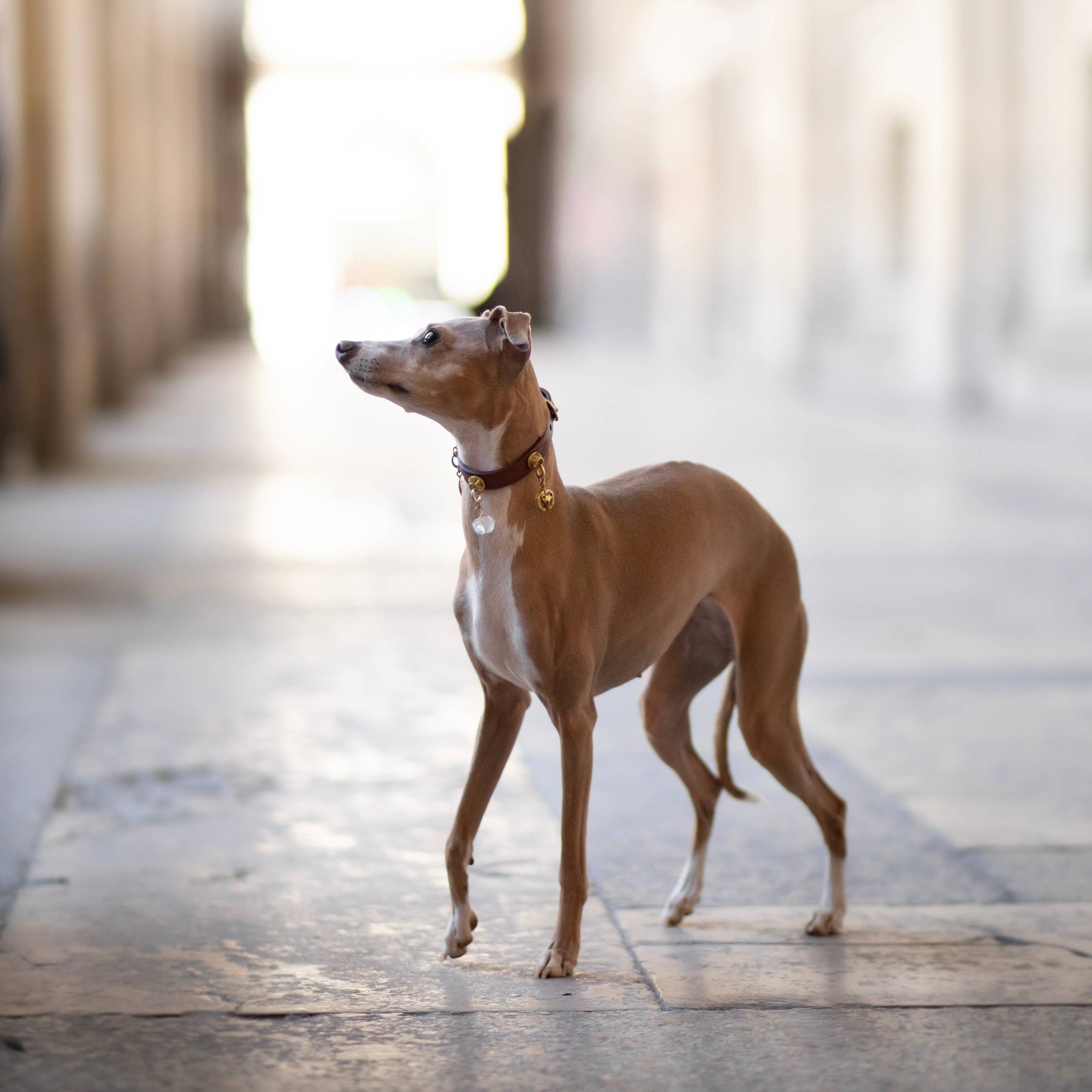 Dog standing in a sunlit hallway with architectural columns