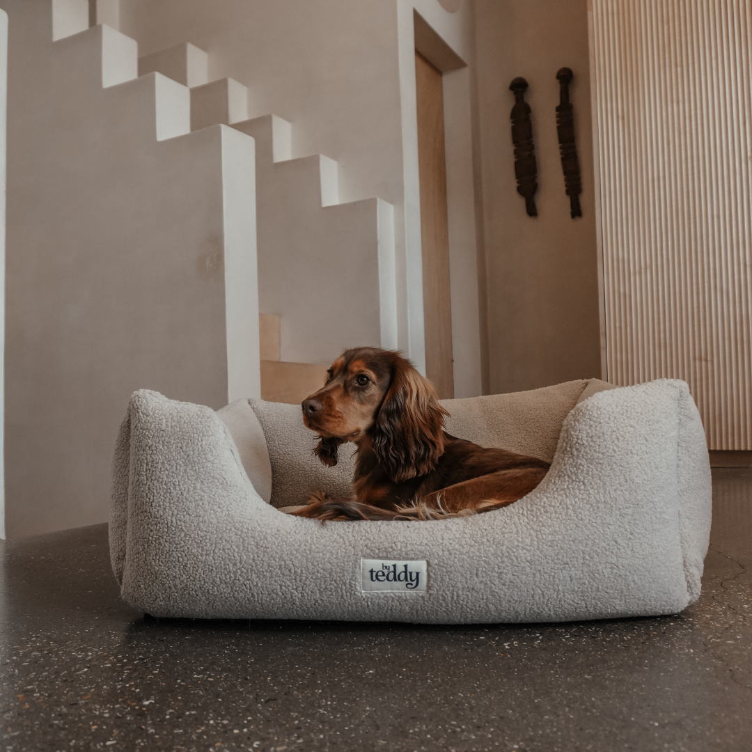 dog bed cosy room 