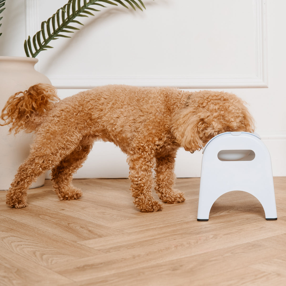Dog standing on a small white stool in a room with wooden flooring and a plant in the background.