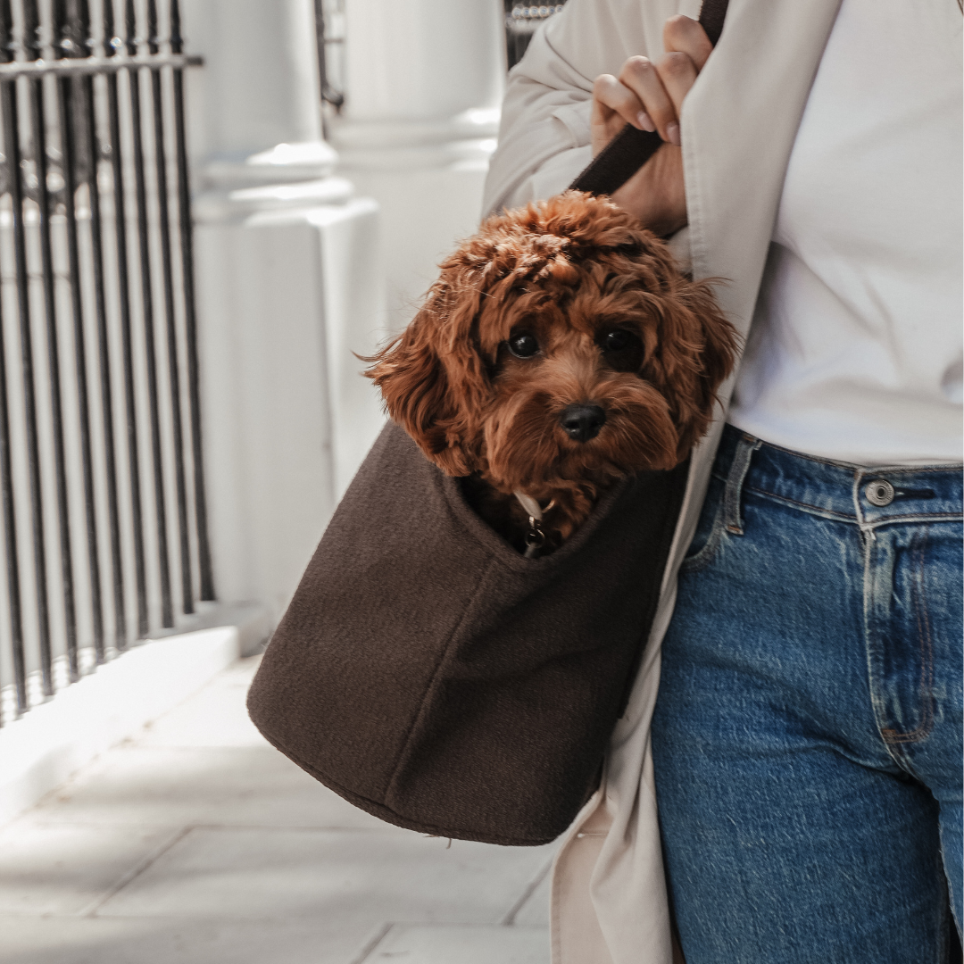 Person holding a brown dog in a bag on a city street.