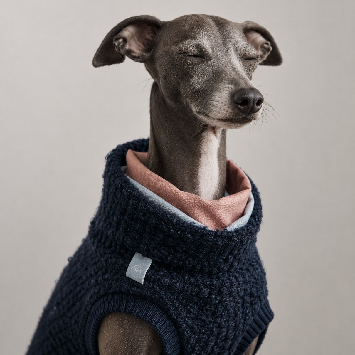 Dog wearing a navy blue knitted sweater with a pink interior on a plain background