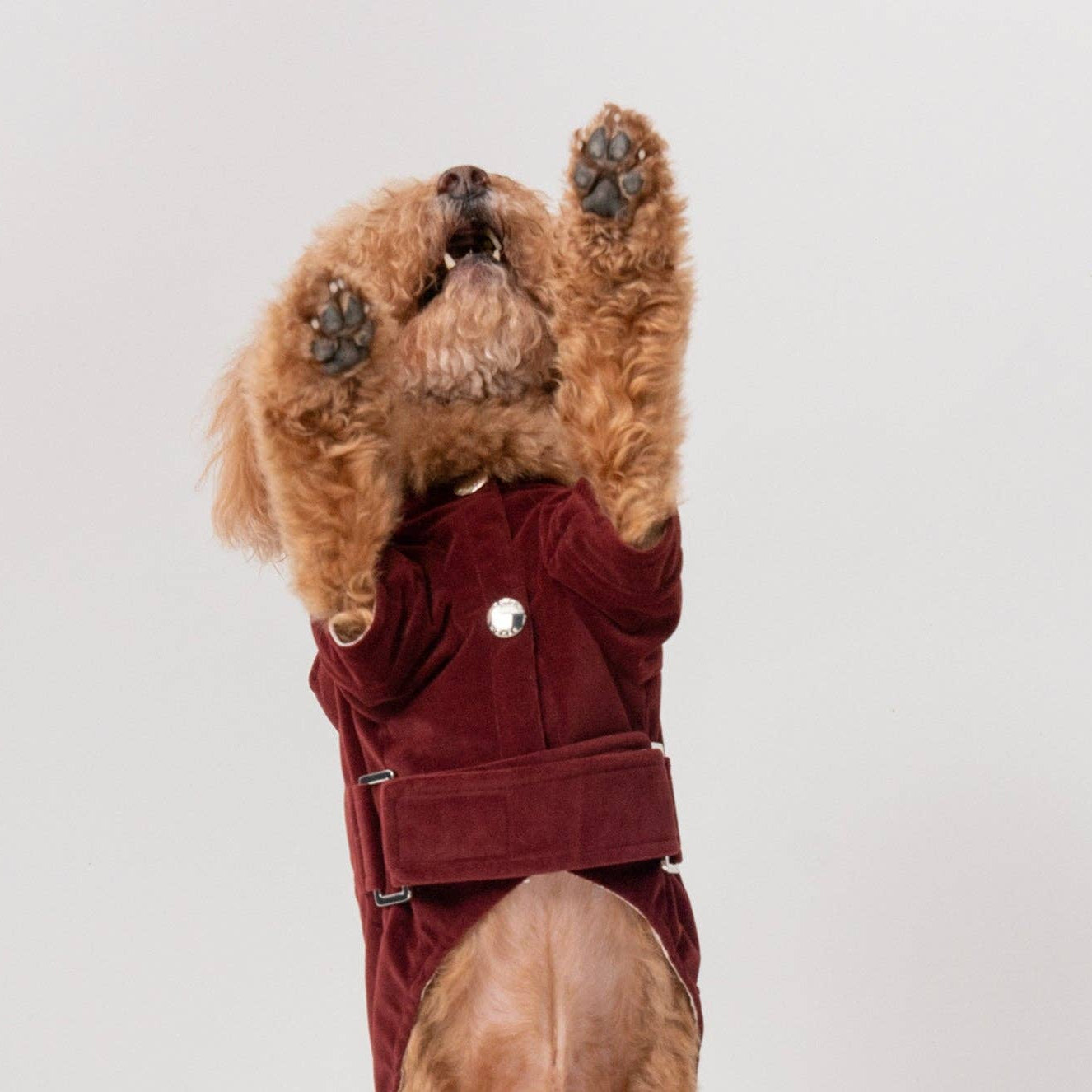 Brown teddy bear wearing a red coat with a white background