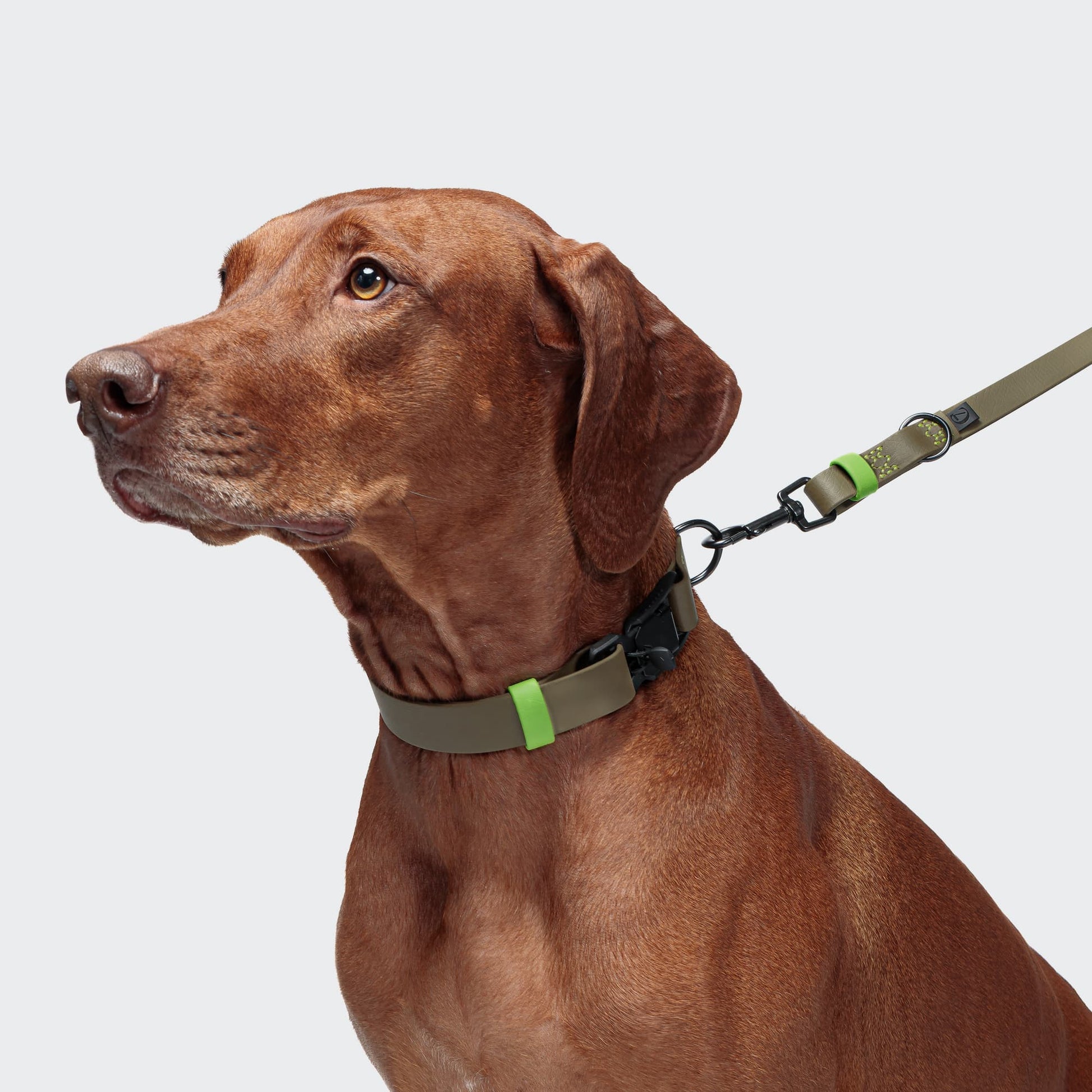 Brown dog wearing a green collar and leash on a light gray background