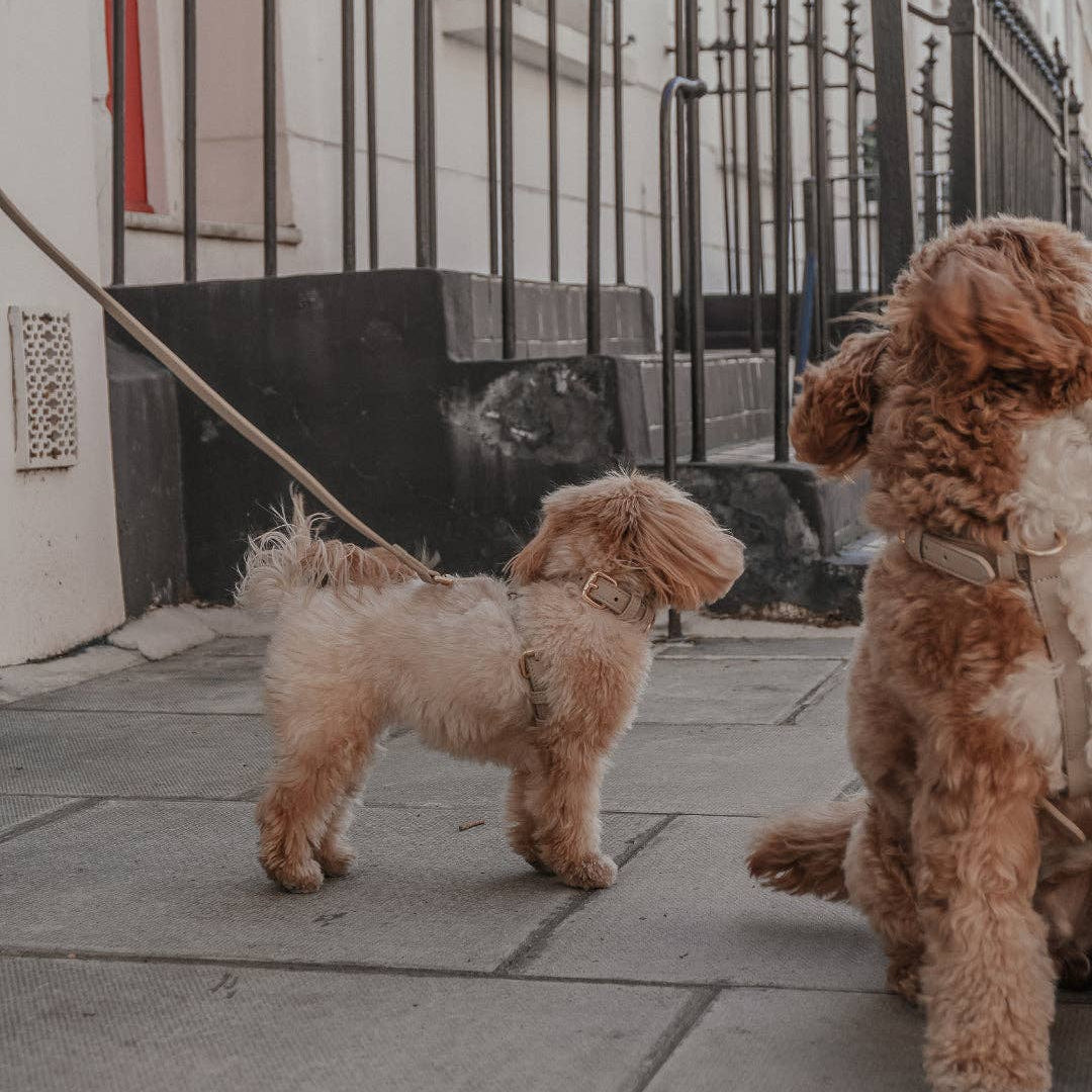 Two dogs on a leash walking on a sidewalk with a building in the background.