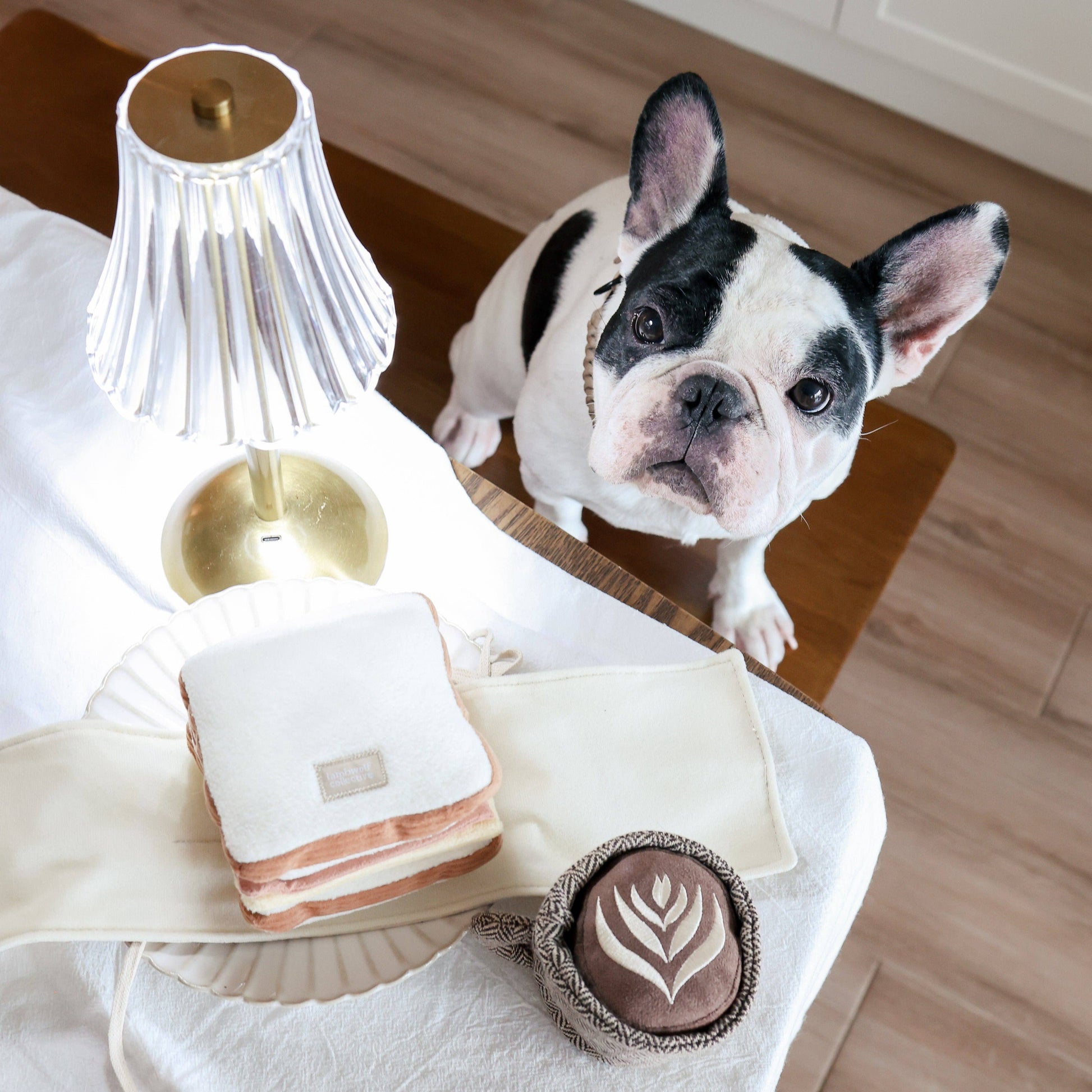 Dog sitting on a table with a lamp, folded towels, and a decorative item.