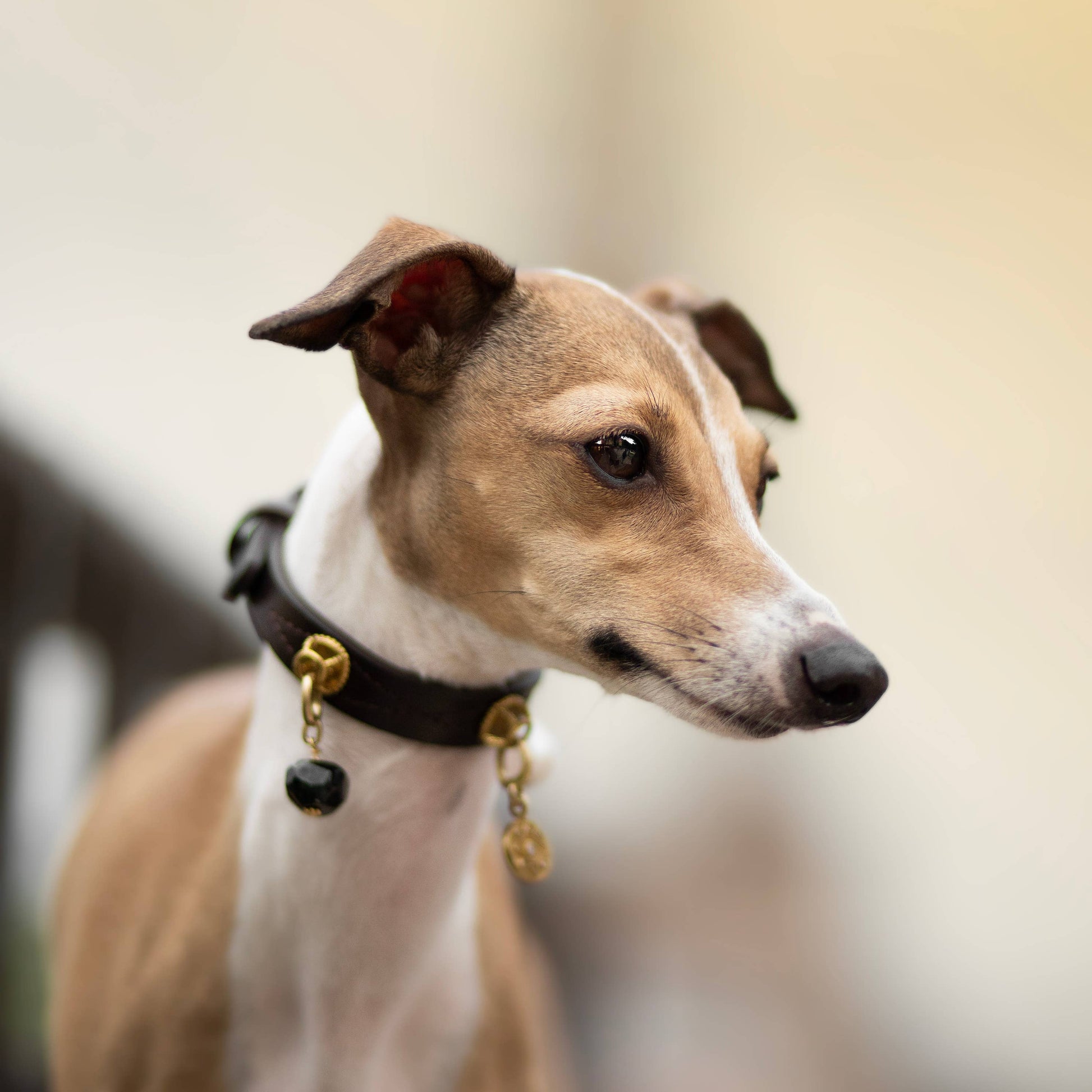 Modern dark brown dog collar available at Bell & Beau