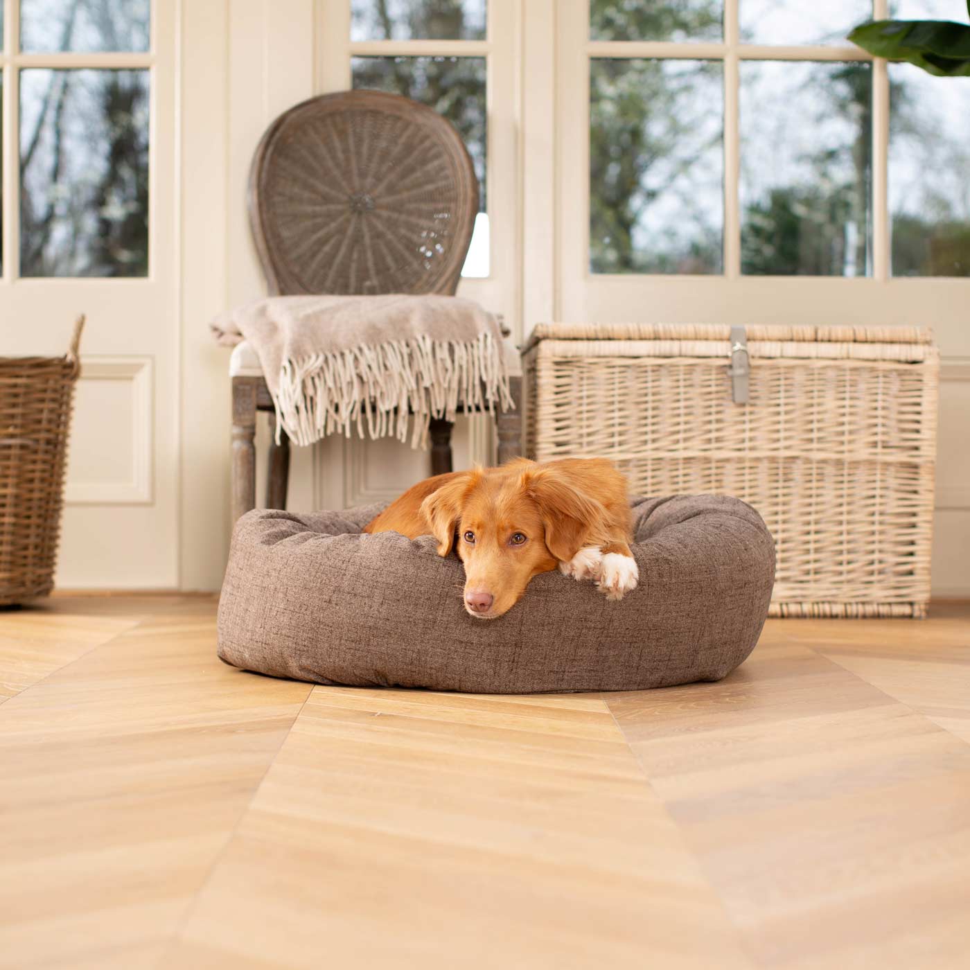 Dog lying on a brown dog bed in a room with wooden floor and wicker furniture.