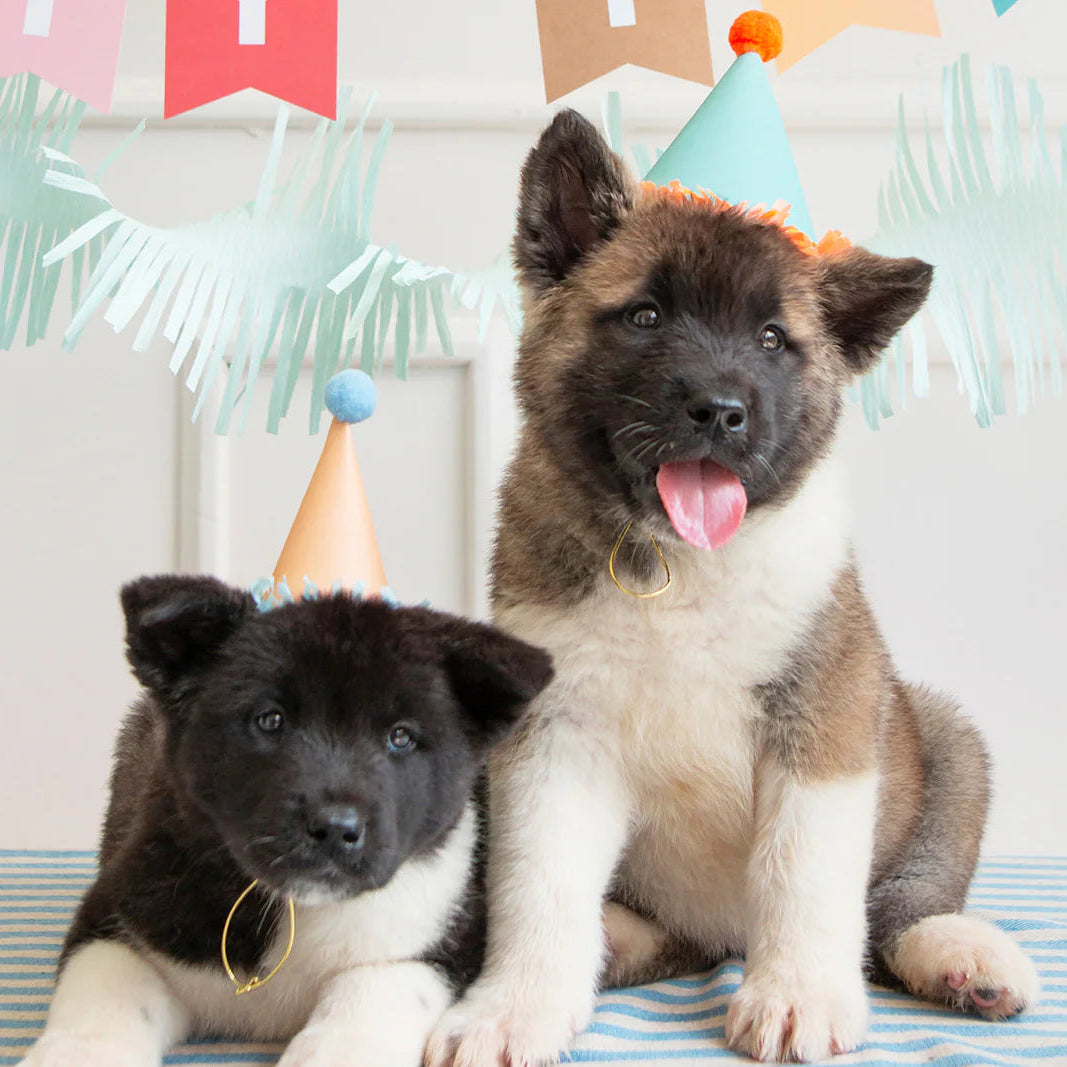 Two puppies wearing party hats in a celebratory setting with birthday decorations.