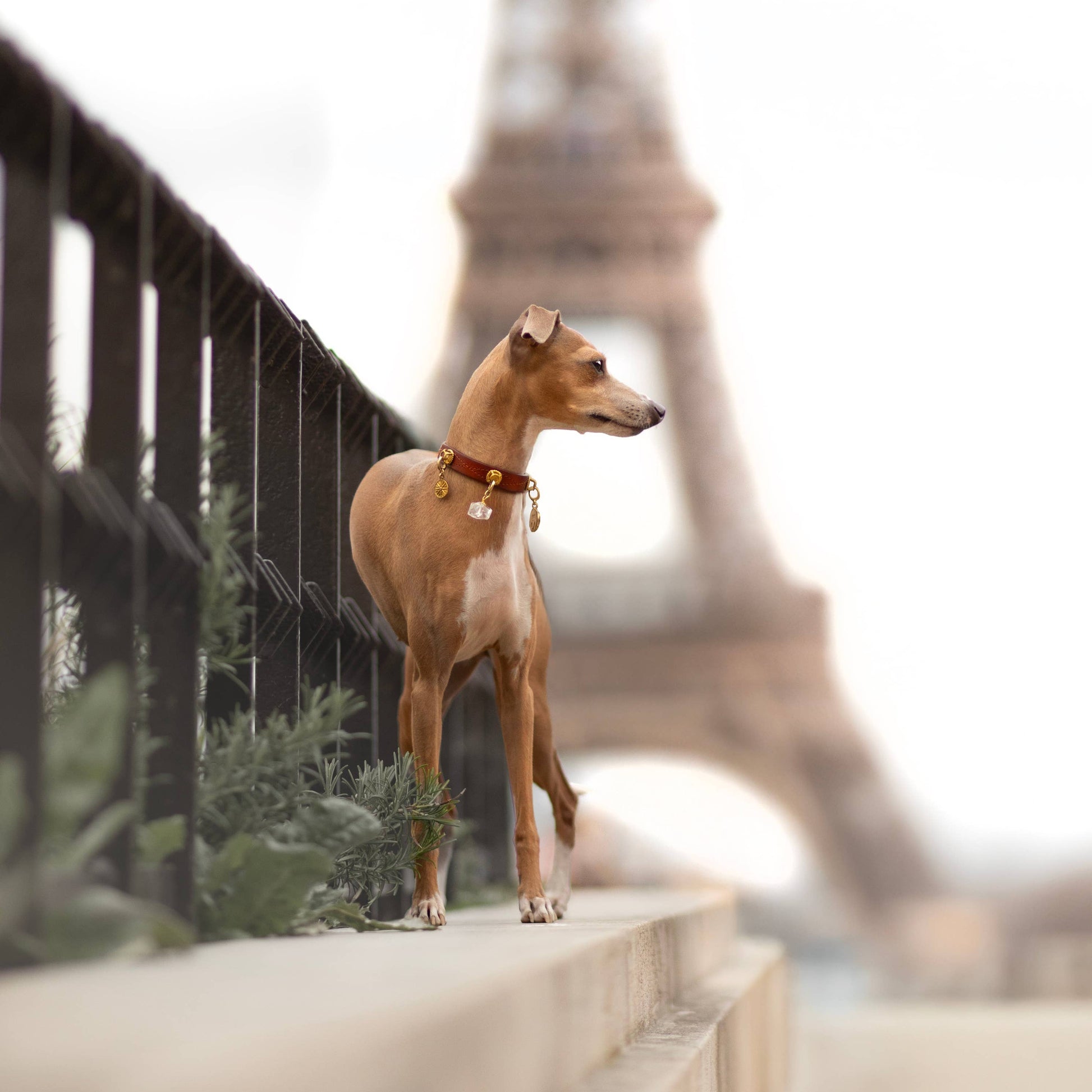 Dog standing on a ledge with the Eiffel Tower in the background