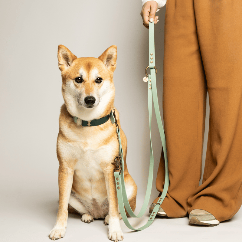 A Shiba Inu dog wearing a dark green collar and sitting on a mint green leash held by a person wearing wide-leg brown trousers, photographed against a neutral light gray background.