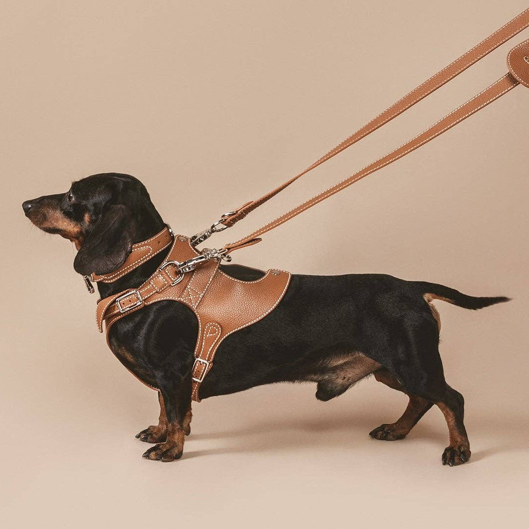 Dog wearing a brown harness and leash on a beige background
