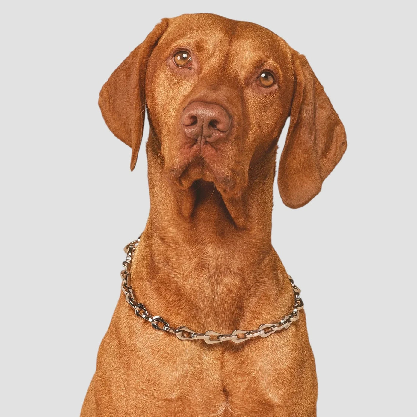 Dog wearing The Linque Pet Collar Necklace