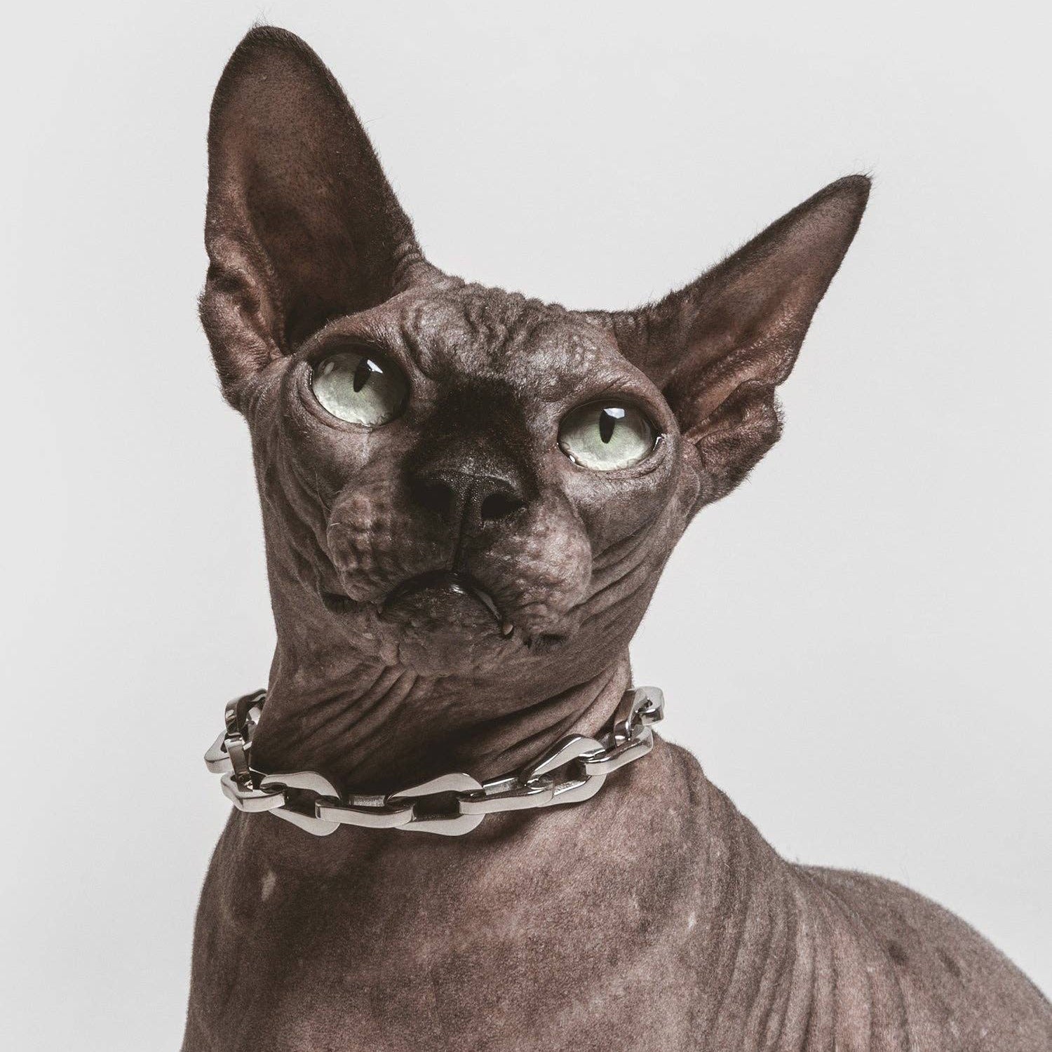 Luxury pet jewellery accessory by Pagerie