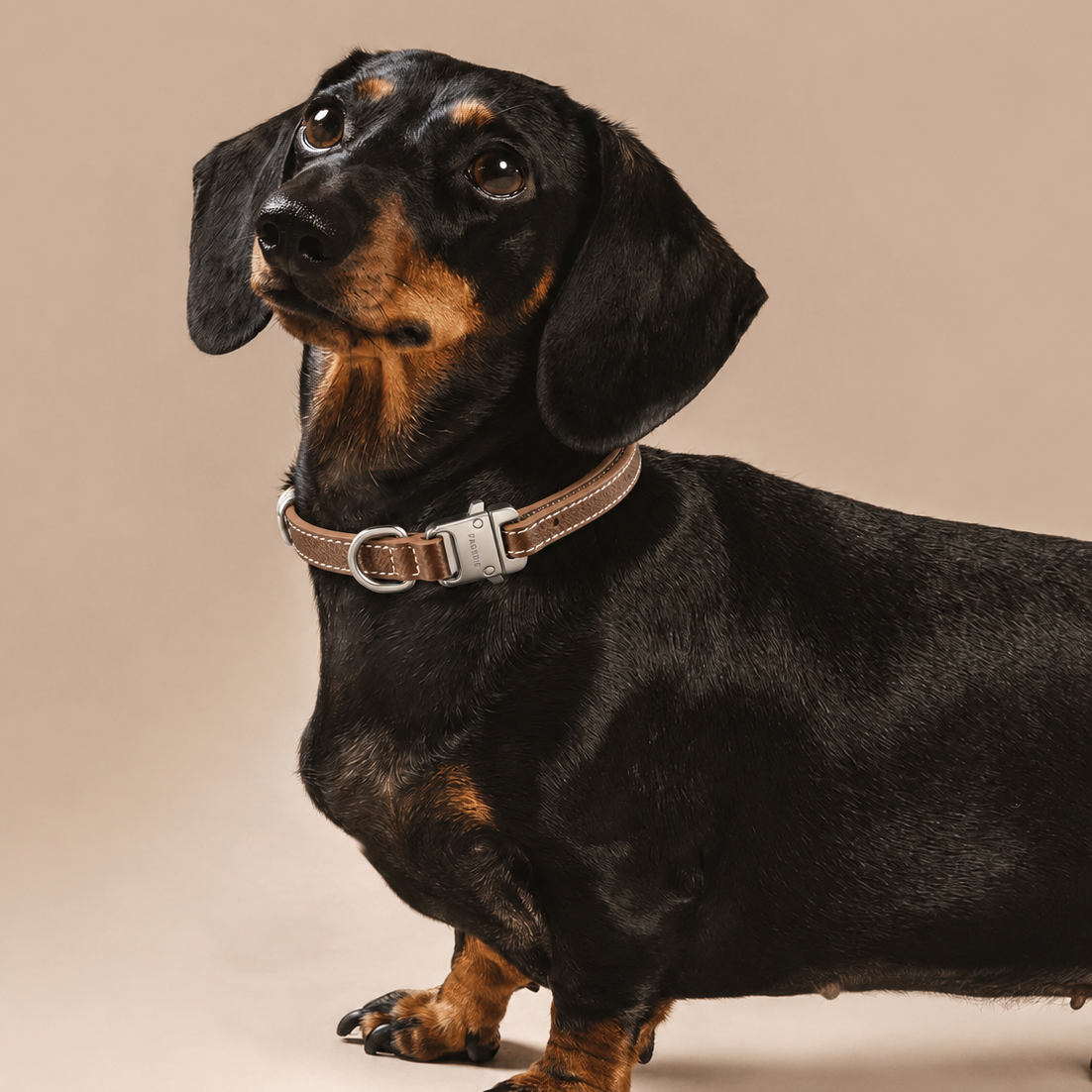 pagerie small dog wearing the clyde collar