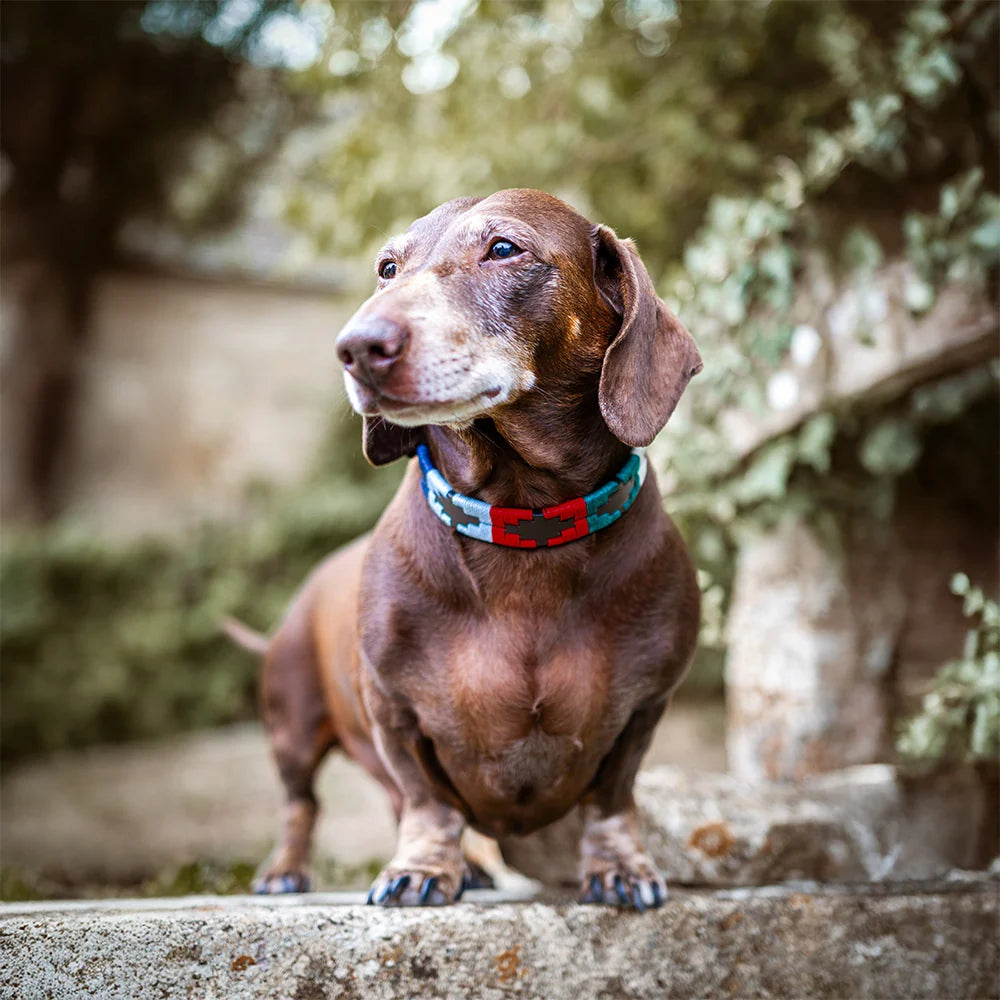 Multi premium leather dog collar by pampeano with colourful woven detailing