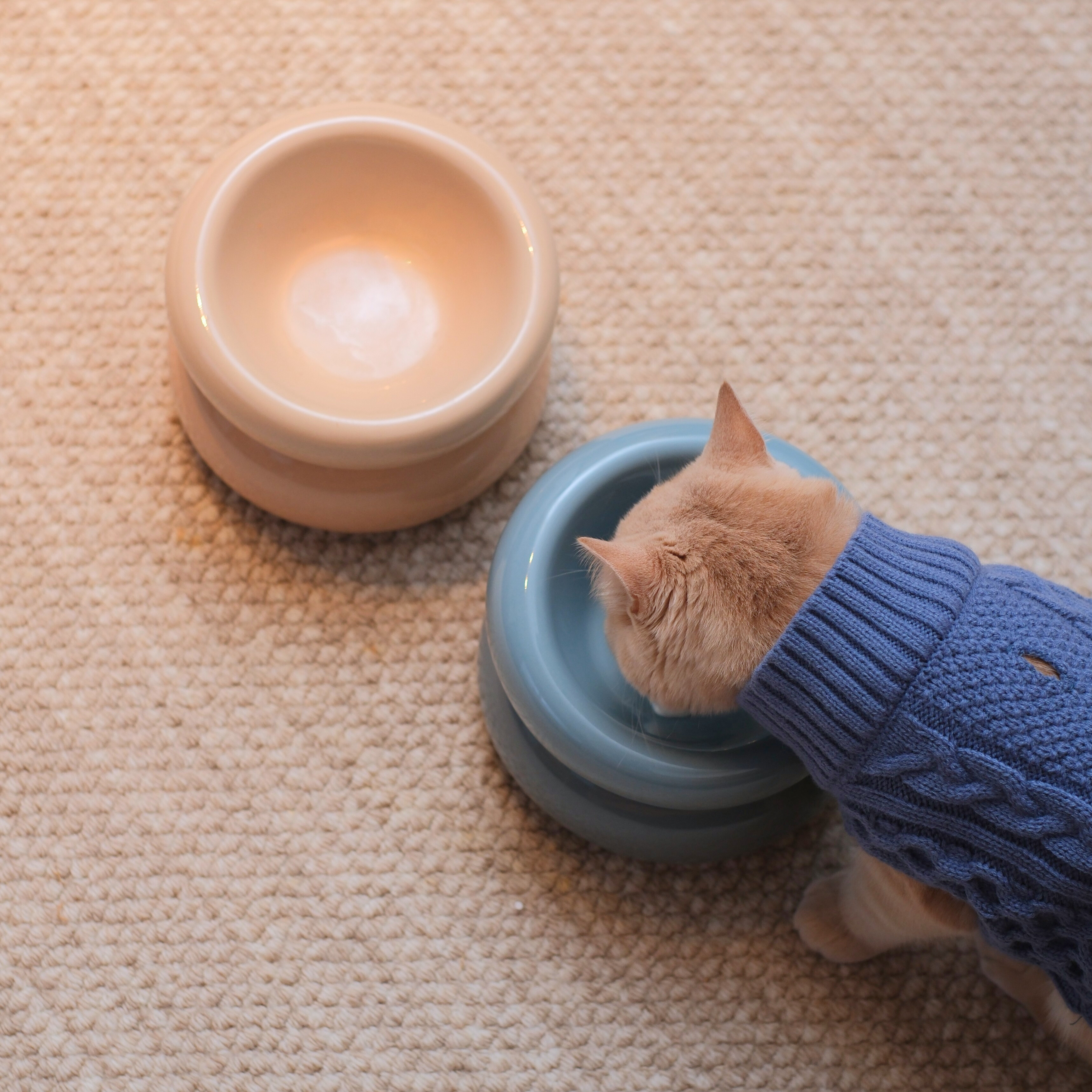 Cat drinking from a blue bowl next to a pink bowl on a beige carpet