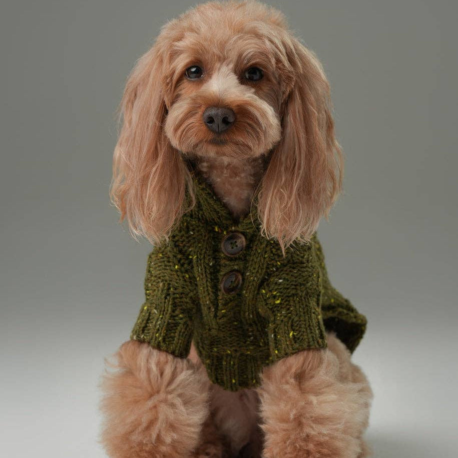 Dog wearing a green knitted sweater on a gray background