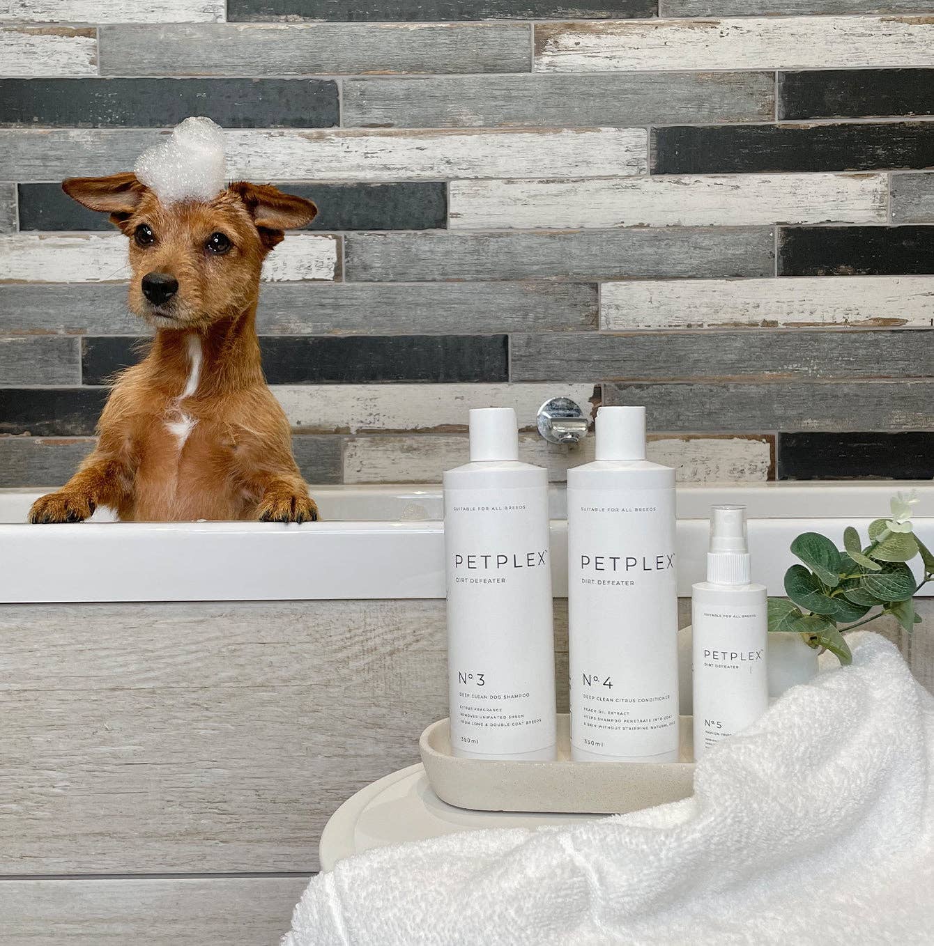 Dog in a bathtub with PetPlex shampoo bottles on a tray