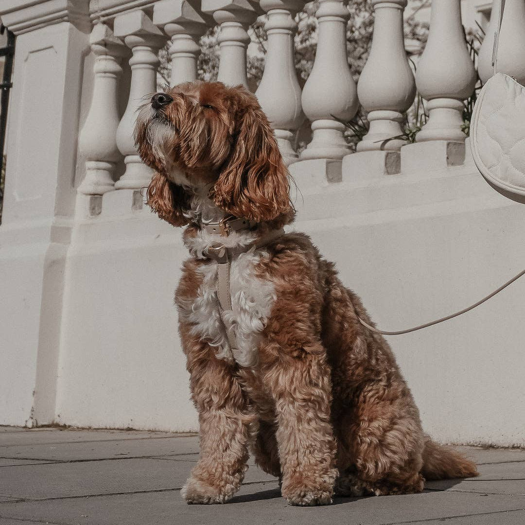 Brown dog sitting on a leash in front of a white architectural background