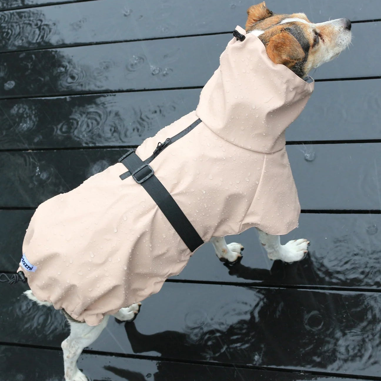 Dog exploring outdoors wearing the Tadazhi Raincoat waterproof coat