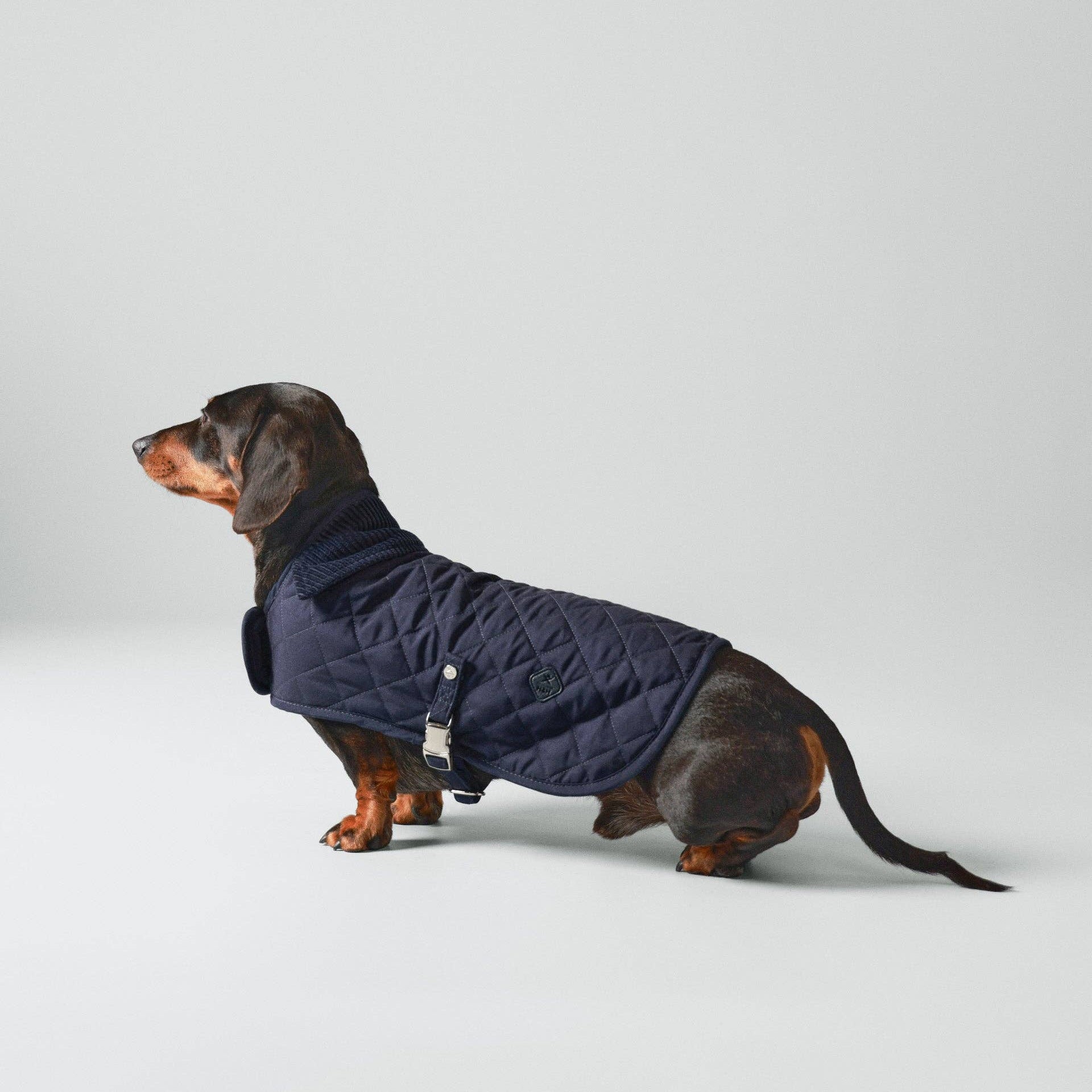 Dog wearing a navy blue quilted coat on a light gray background