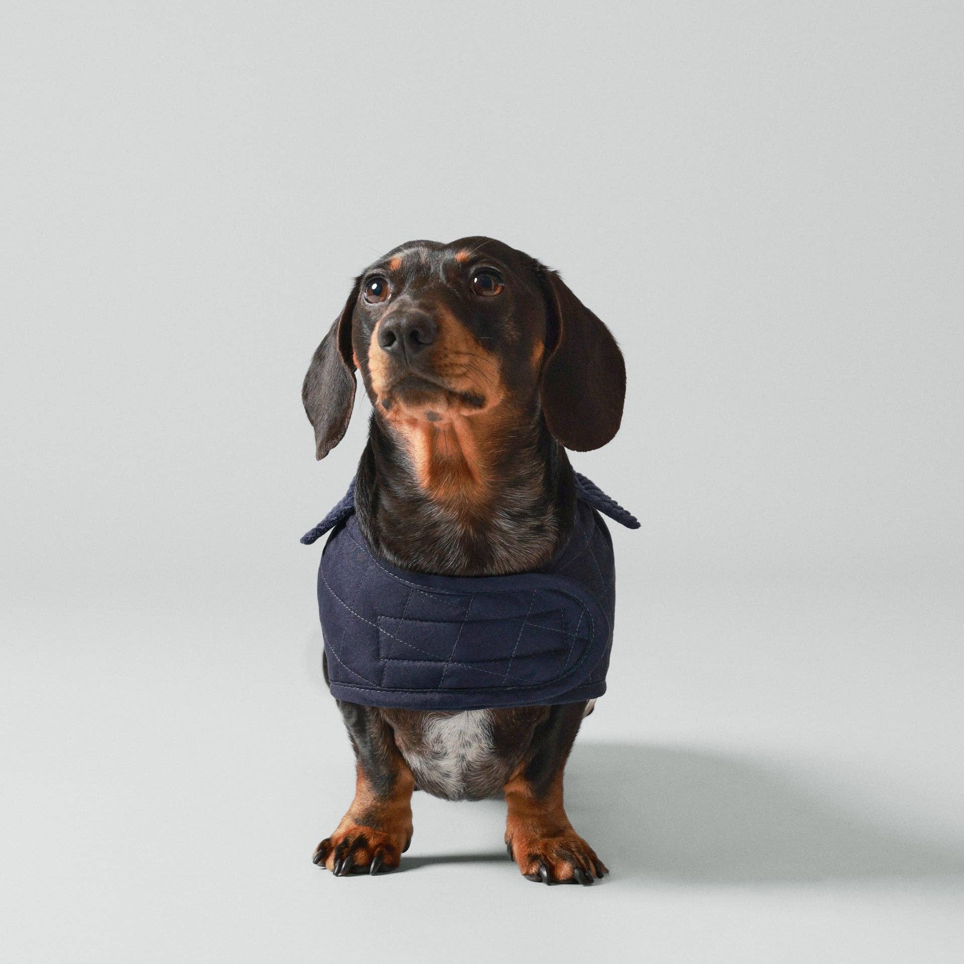 Dachshund wearing a navy blue coat on a light gray background