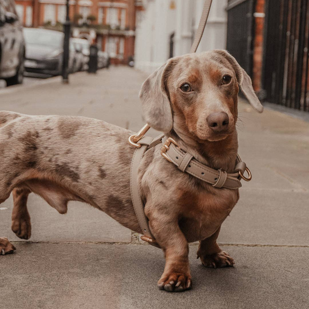 Dachshund on a leash in an urban setting