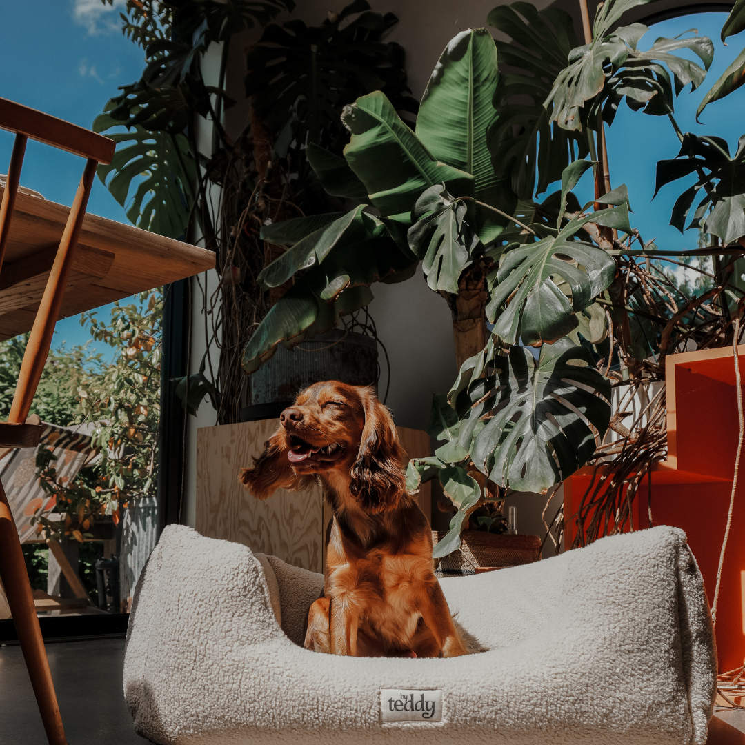 dog on holiday 