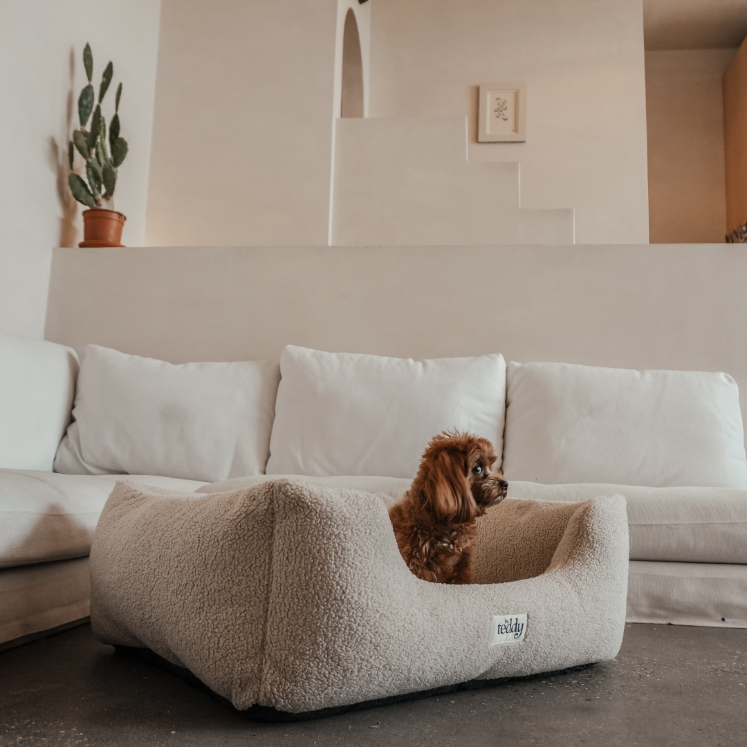 dog in cosy bed