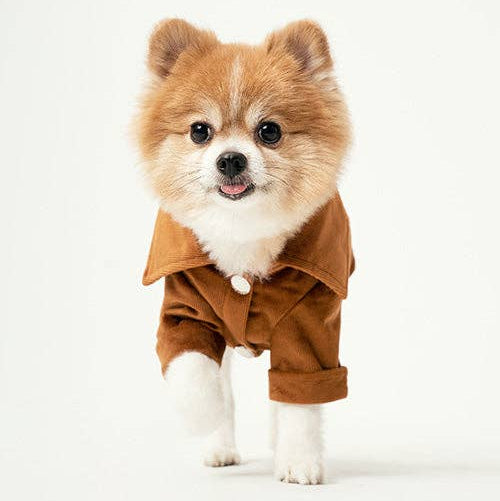 Small dog wearing a brown outfit on a white background