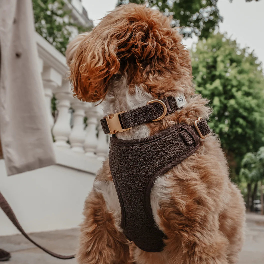 Brown dog wearing a black harness outdoors with blurred background