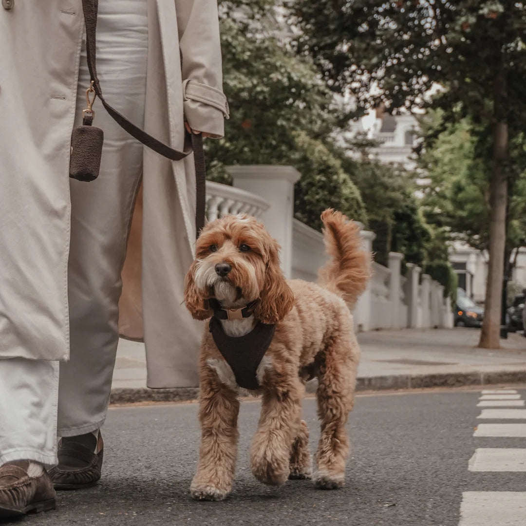 Person walking a small brown dog on a leash in an urban setting