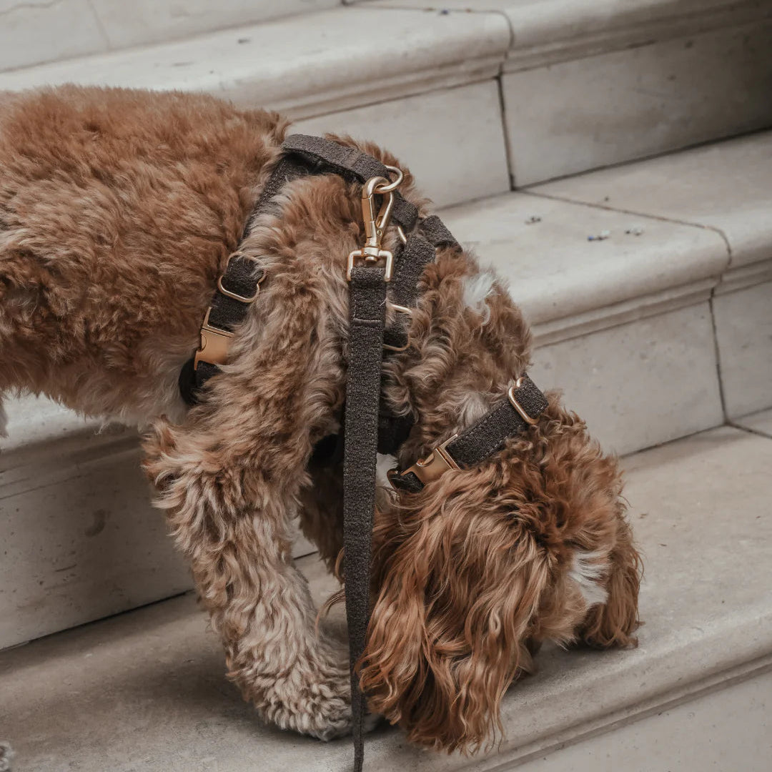 Dog on a leash standing on stone steps