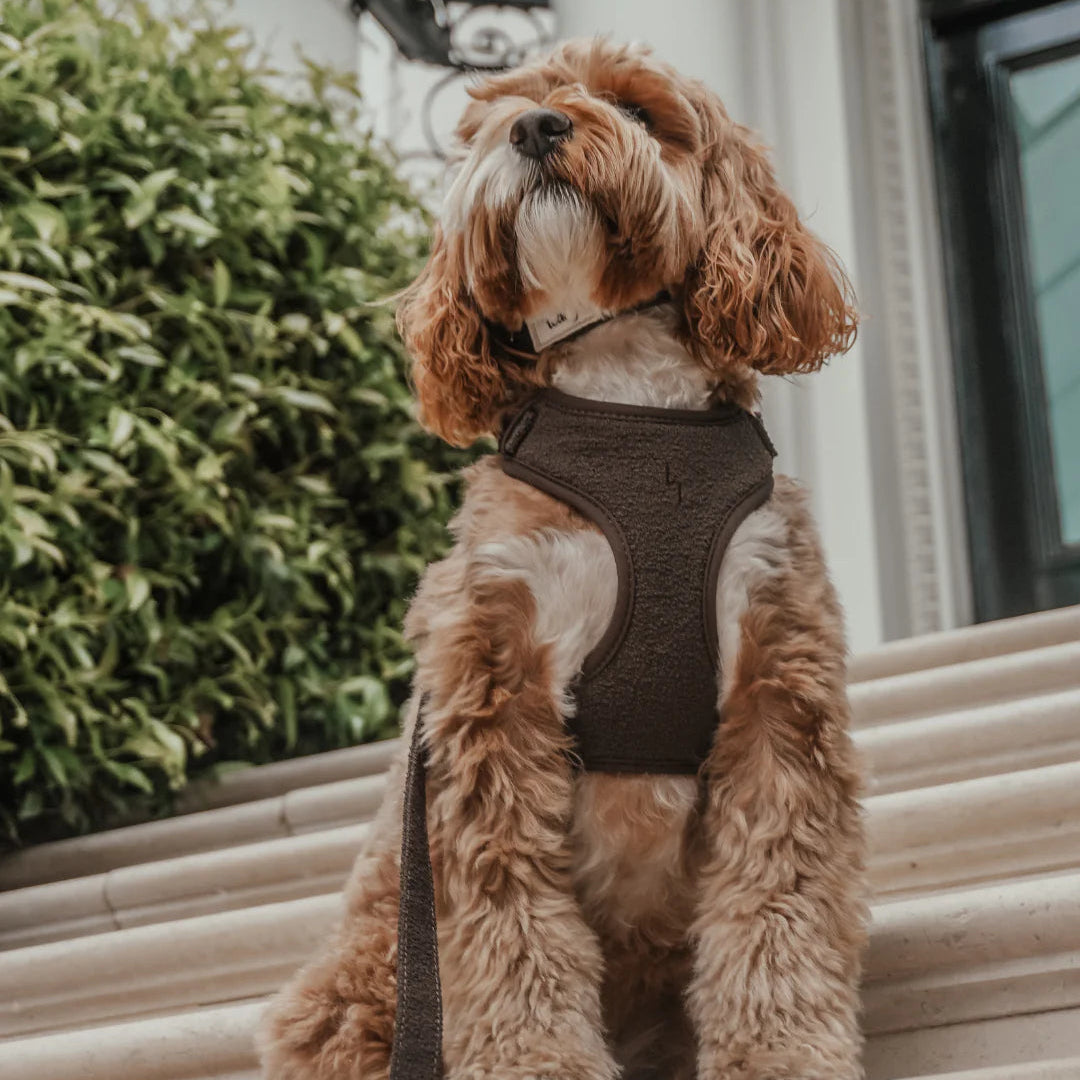 Dog wearing a harness sitting on steps outdoors
