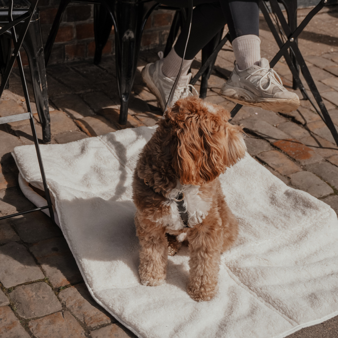 dog sat in the sun in a travel mat 