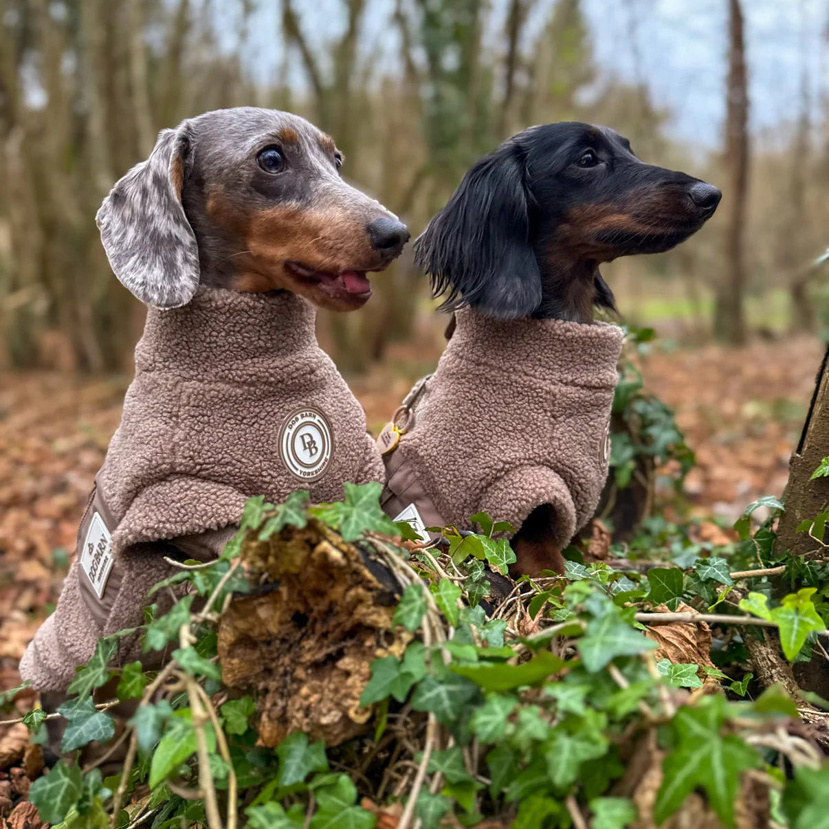 Two dachshunds in matching brown outfits sitting in a forest setting.