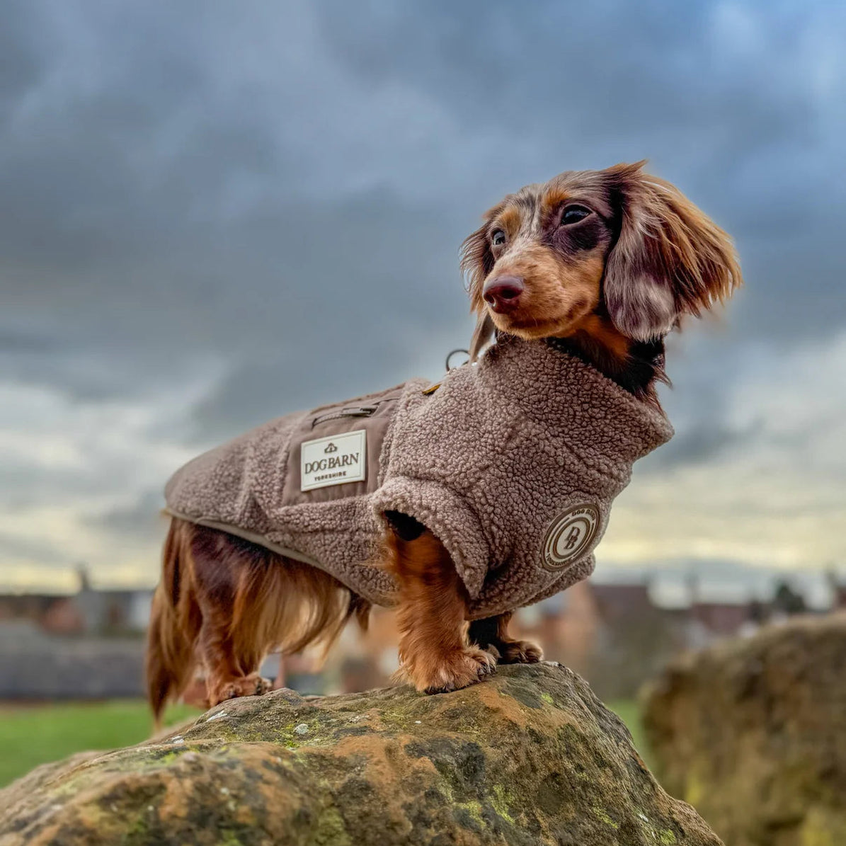 Truffle Dusk Dachshund Sherpa Fleece