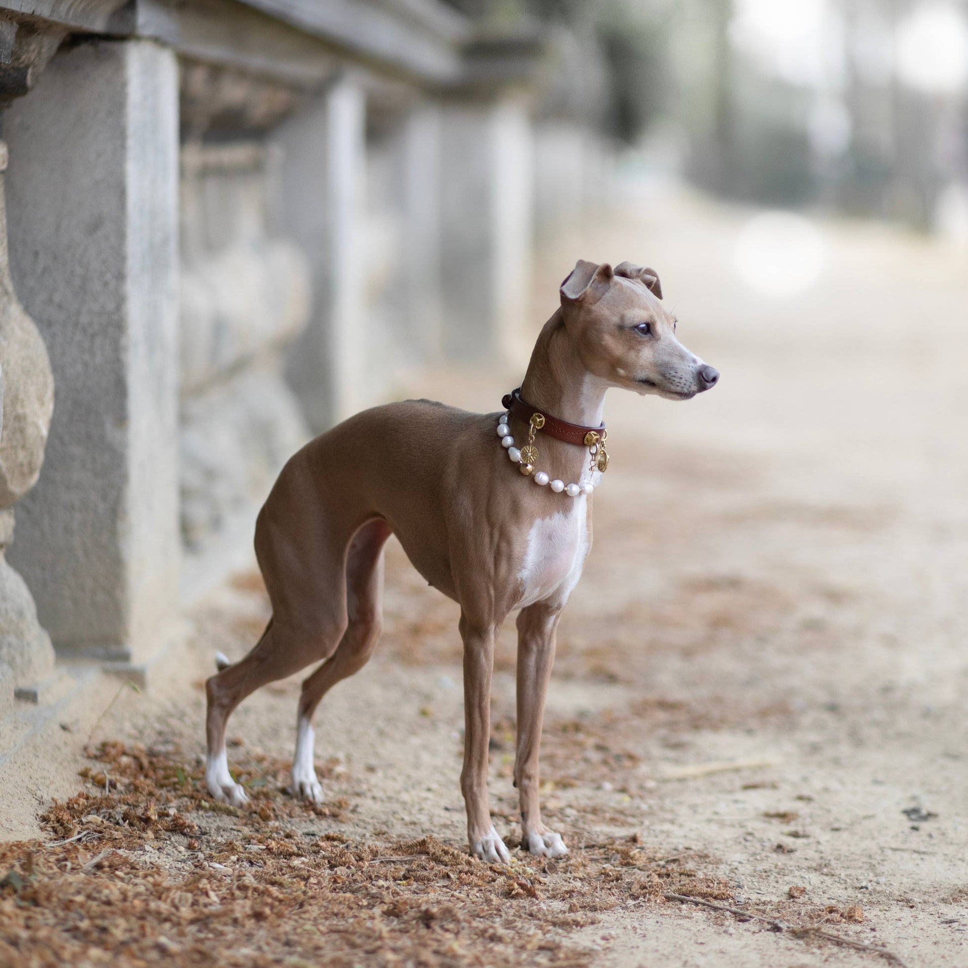 Dog standing on a path with a blurred background